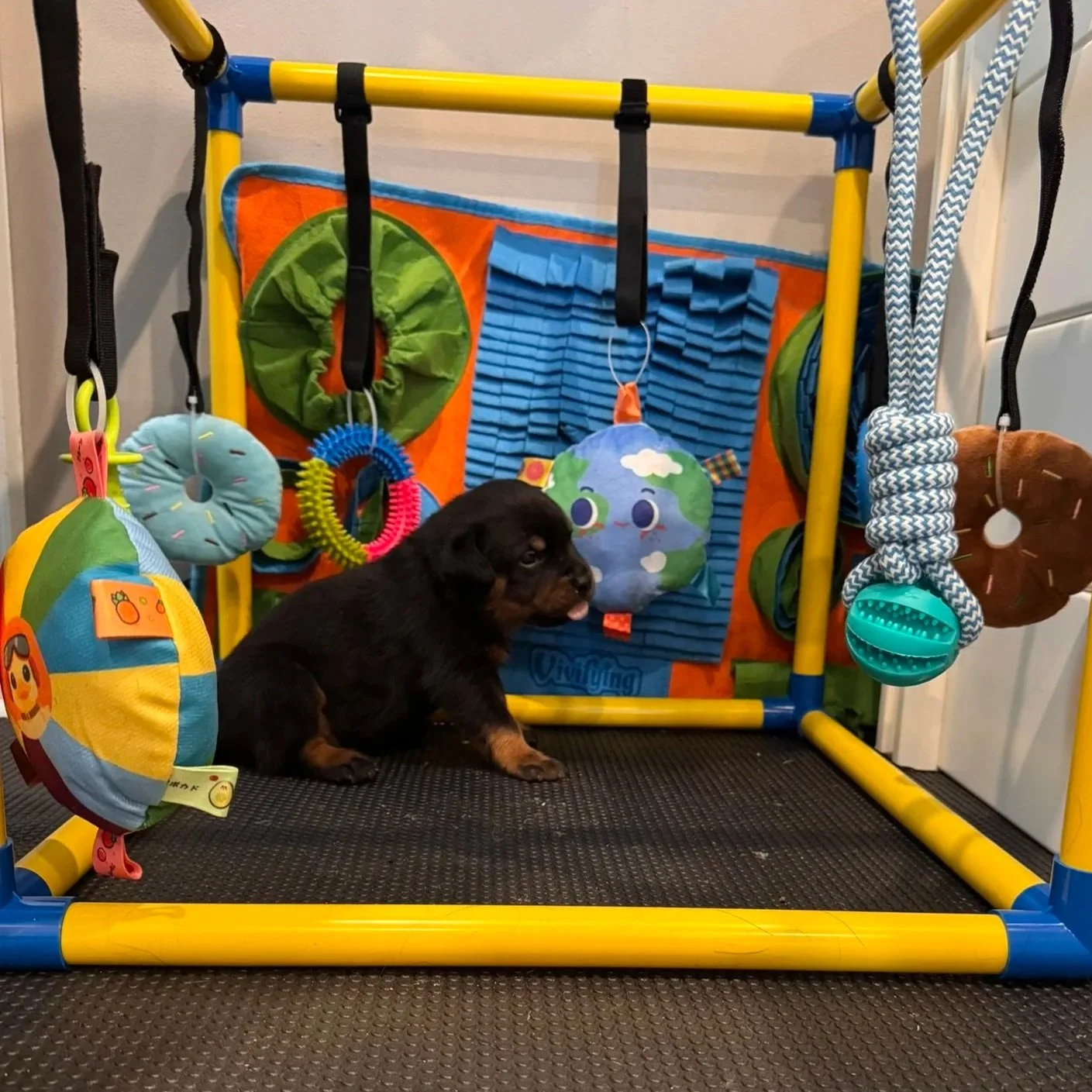 Small black and brown puppy sitting on a black textured floor in front of a colorful fabric and toy play yard with hanging toys.