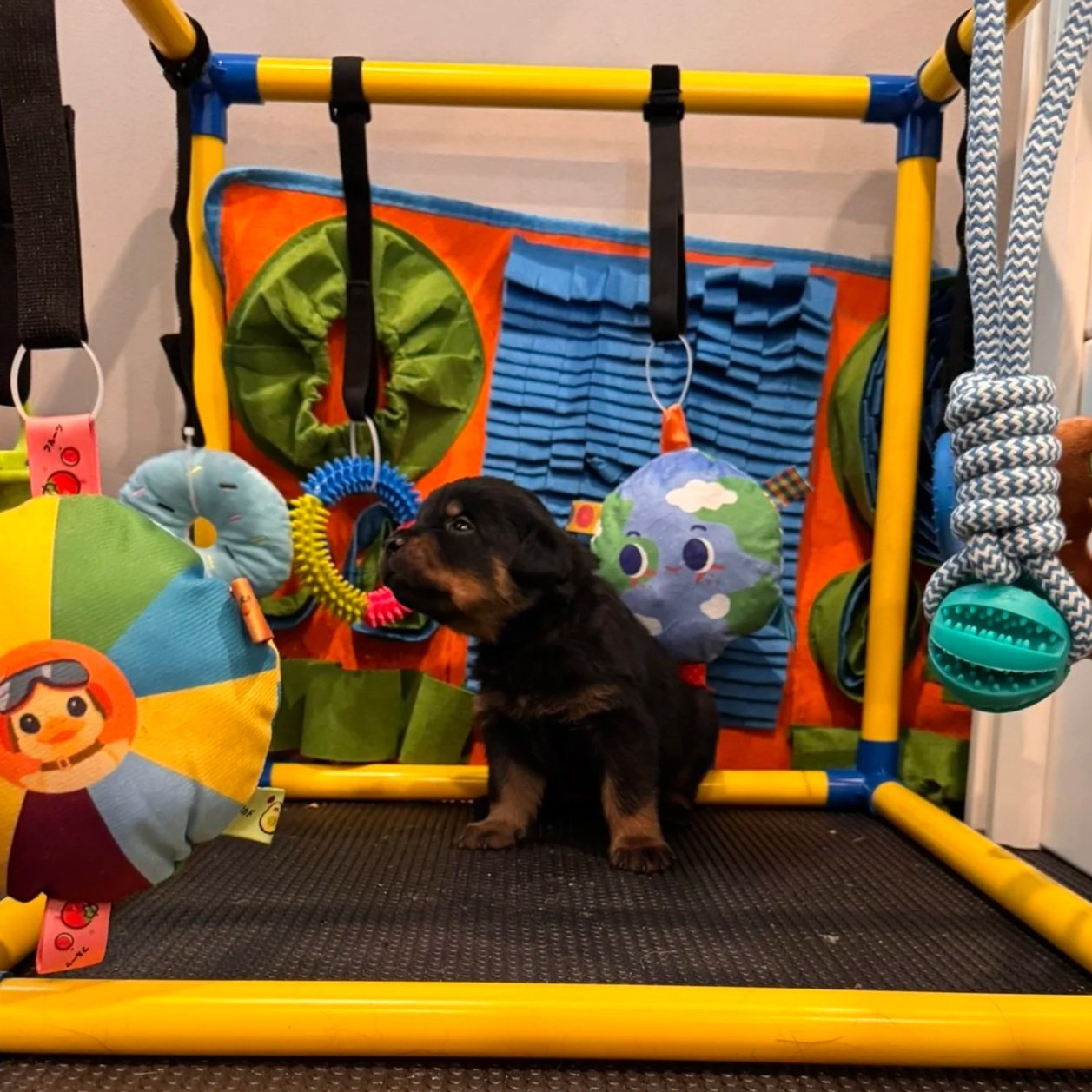 A small black and brown puppy sitting inside a colorful indoor play area with hanging toys, plush decorations, and a black rubber mat on the floor.