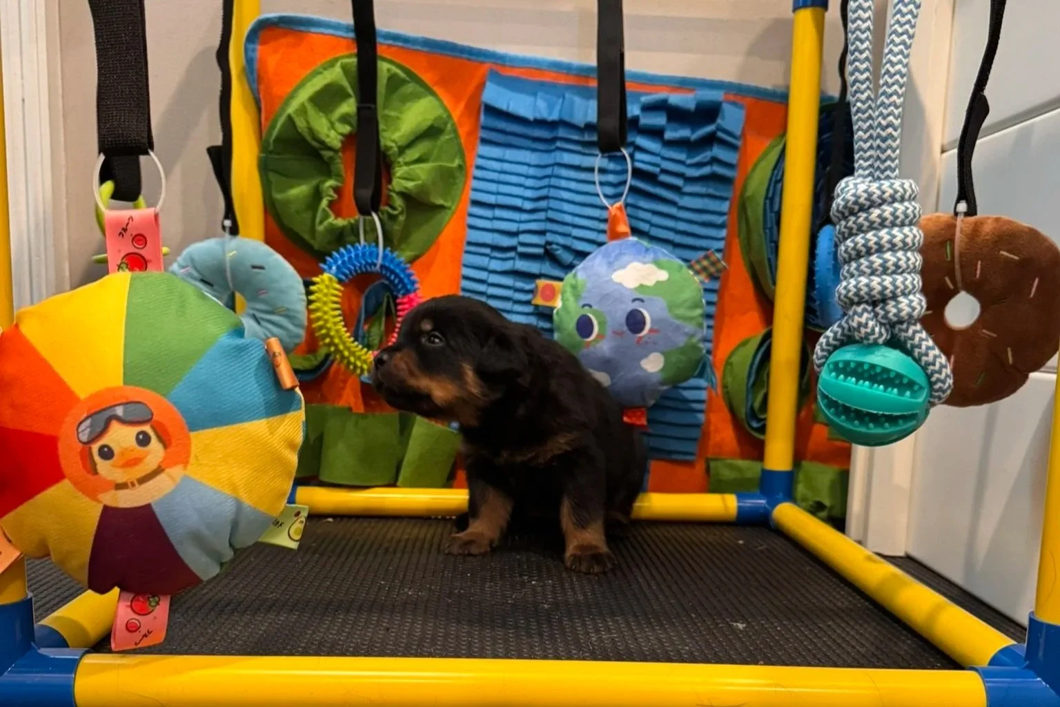 A small black and brown puppy sitting on a black textured platform in front of a colorful hanging play gym with various toys and fabric objects.