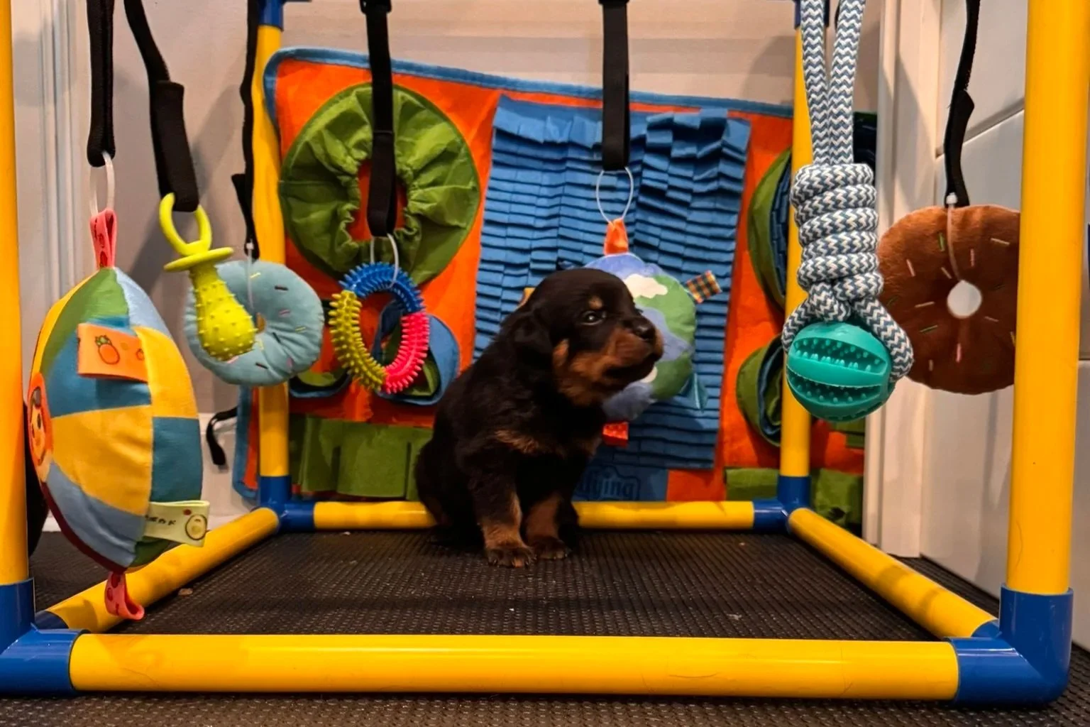 A small black and brown puppy sitting inside a colorful playpen with hanging toys.
