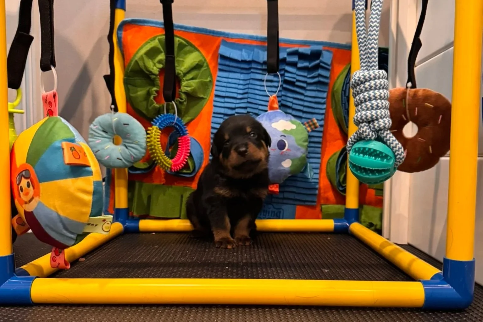 A small black and brown puppy sitting inside a colorful pet playpen with hanging toys.