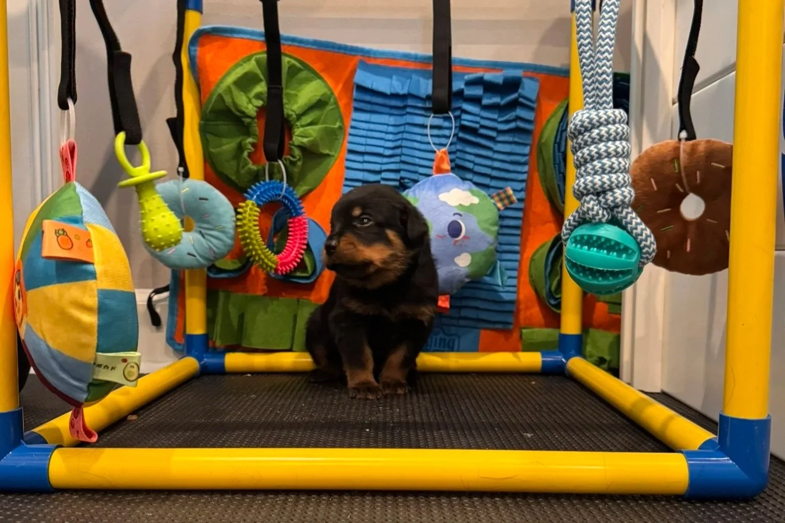 A black and brown puppy sitting inside a colorful indoor play area with hanging toys and soft fabric pouches.