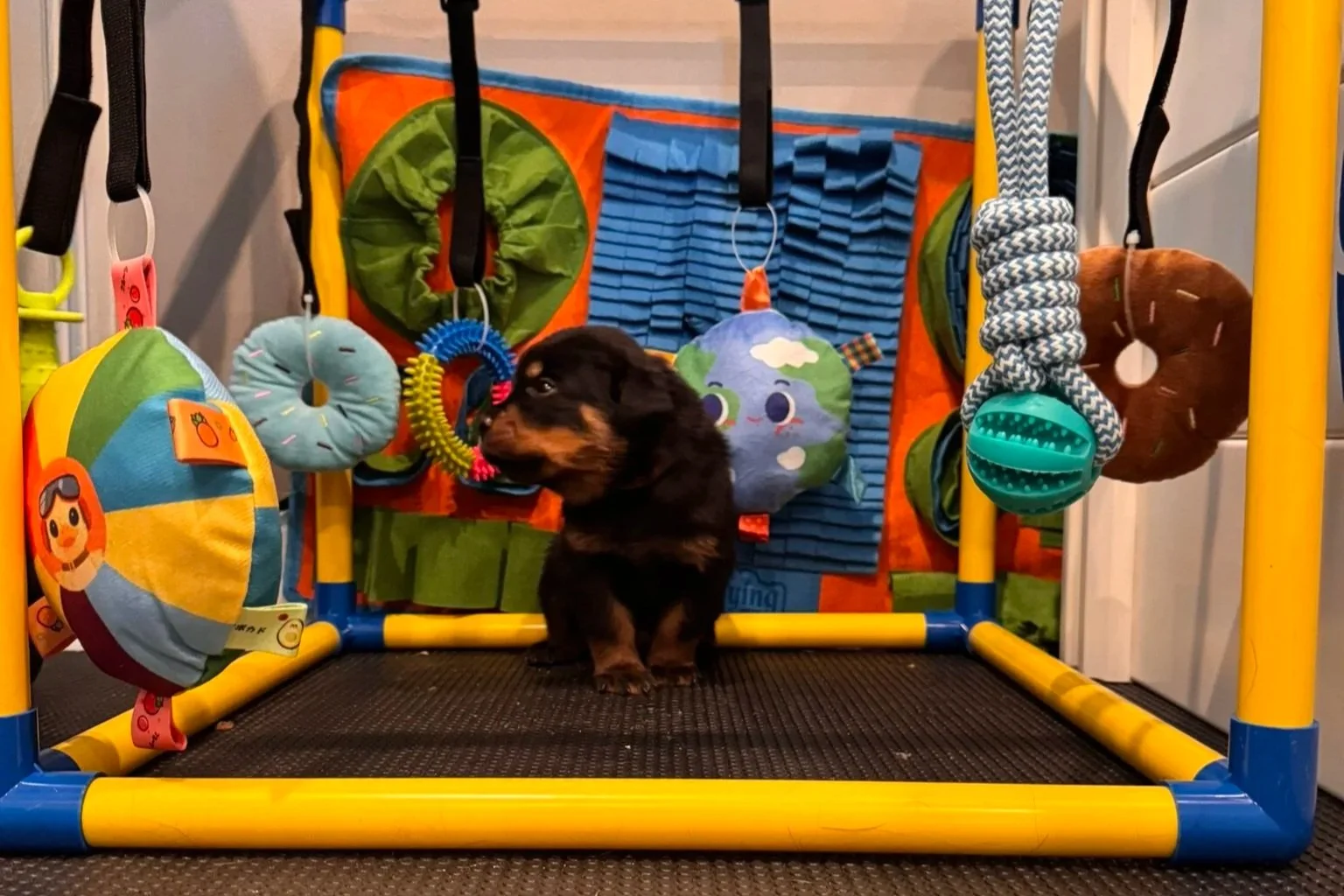 A small puppy inside a colorful dog playpen with toys hanging on the sides.