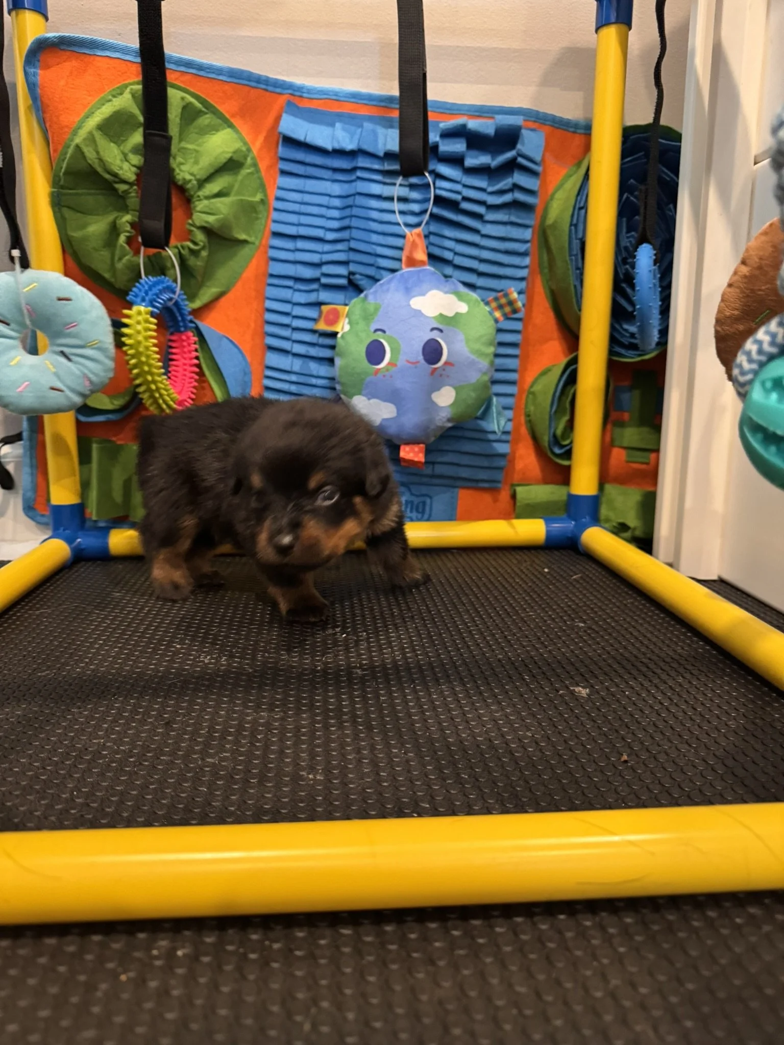 Puppy standing on a black textured floor in front of a colorful play area with orange, blue, green, and yellow elements, including a stuffed toy with the Earth design.