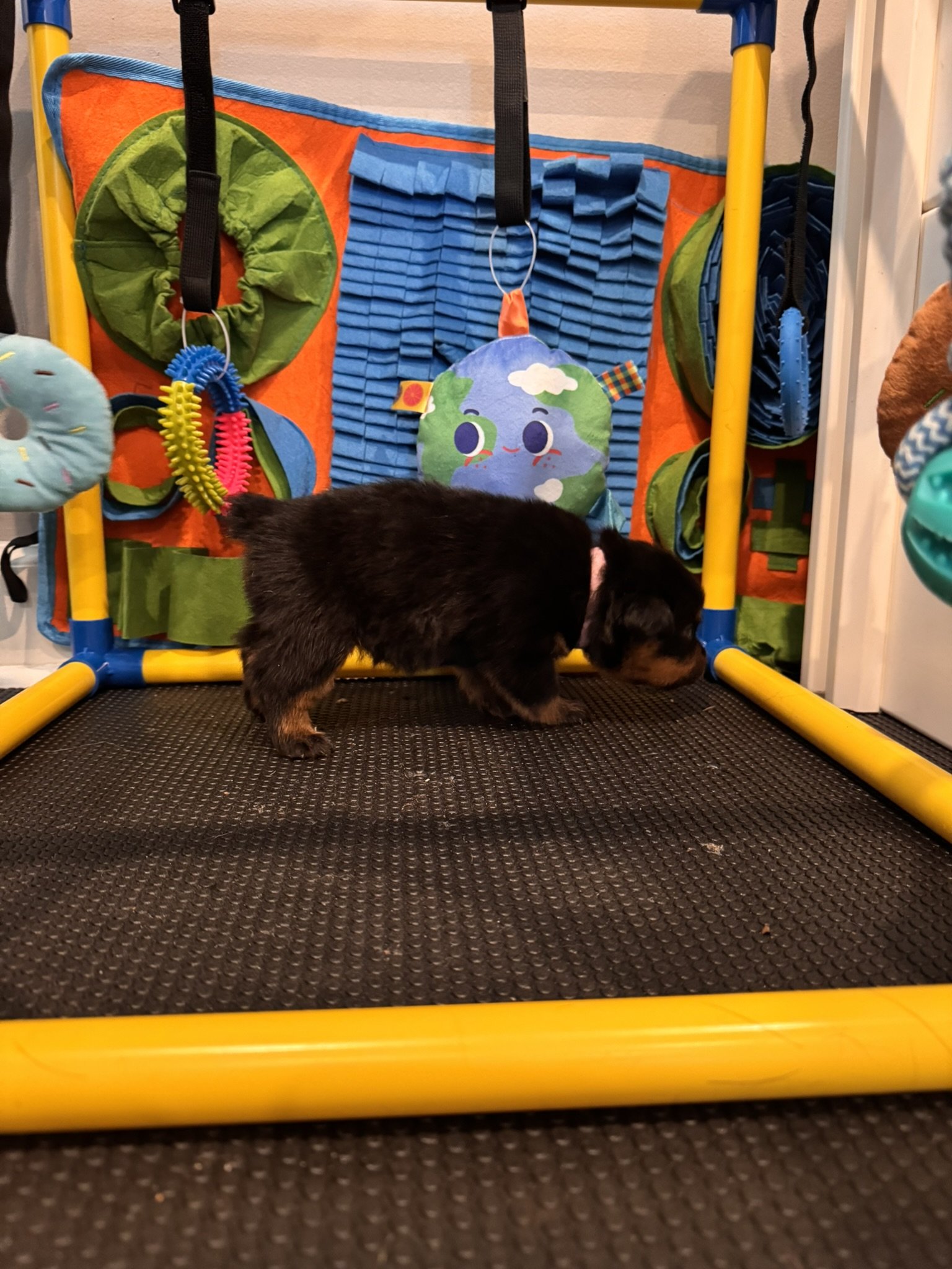 A small puppy with black and brown fur standing on a black textured surface in front of a colorful activity wall for pets, which has hanging toys and padded sections, with a plush globe toy with a smiling face at the center.