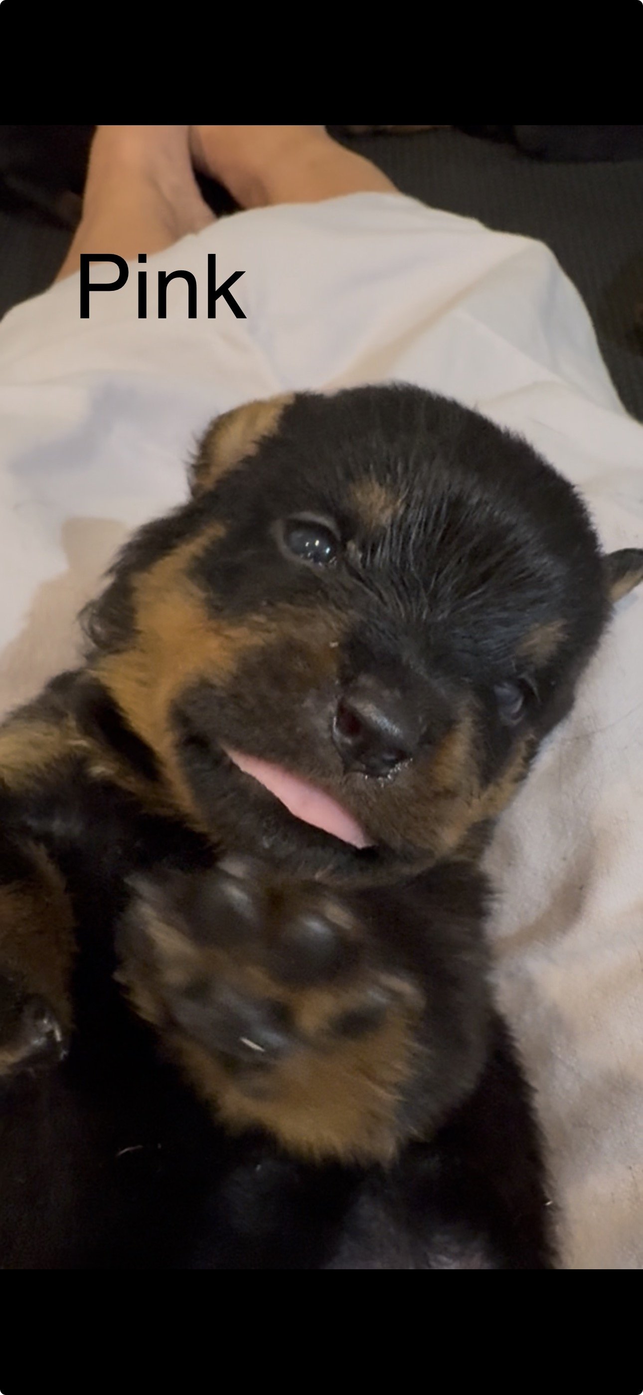 Close-up of a black and brown puppy lying on a white blanket, with the word 'Pink' written across the image.
