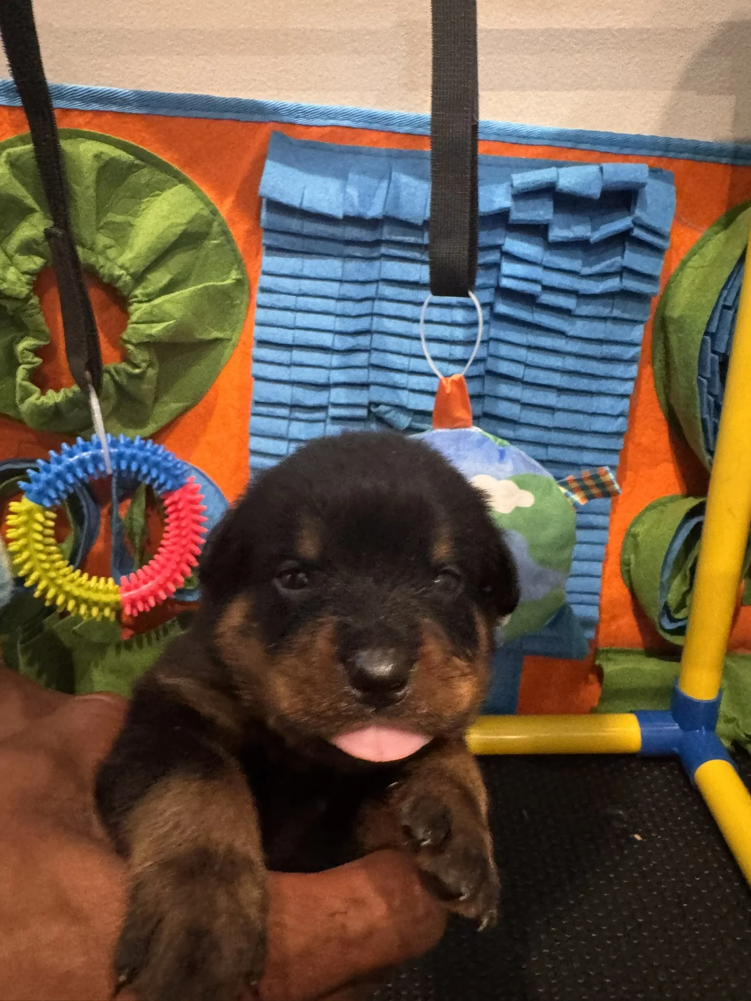A young Rottweiler puppy being held up in front of a colorful play area with toys and a padded wall.