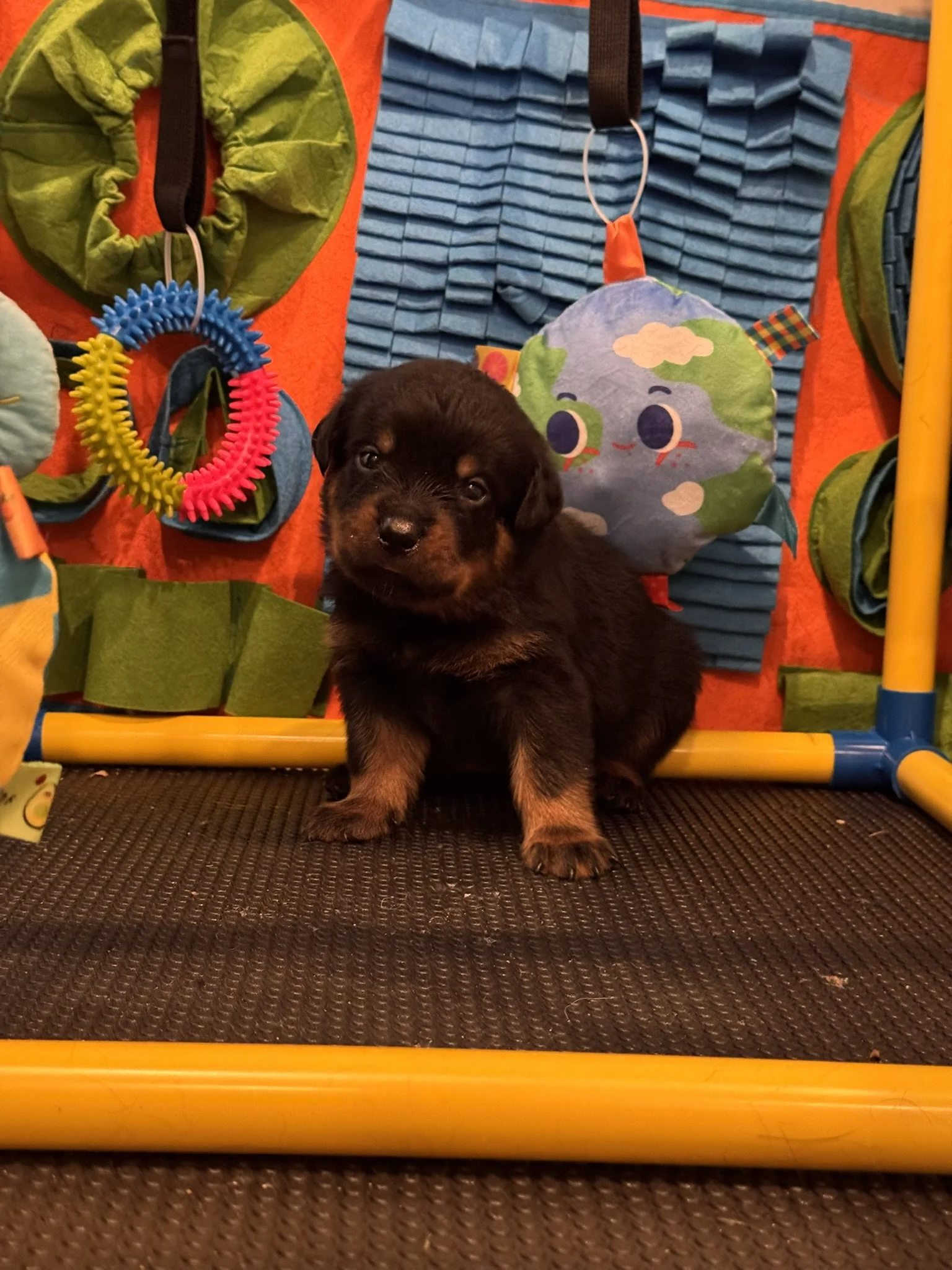 A black and tan puppy sitting on a textured black mat in front of colorful toys and fabric wall hangings.