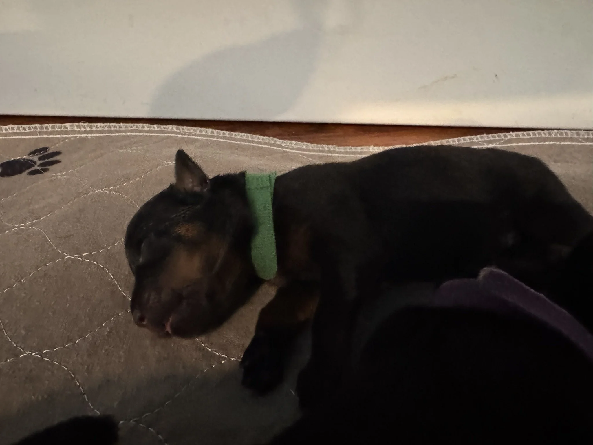 Close-up image of a black and brown dog wearing a green collar, lying on a quilted brown surface, with a white wall in the background.