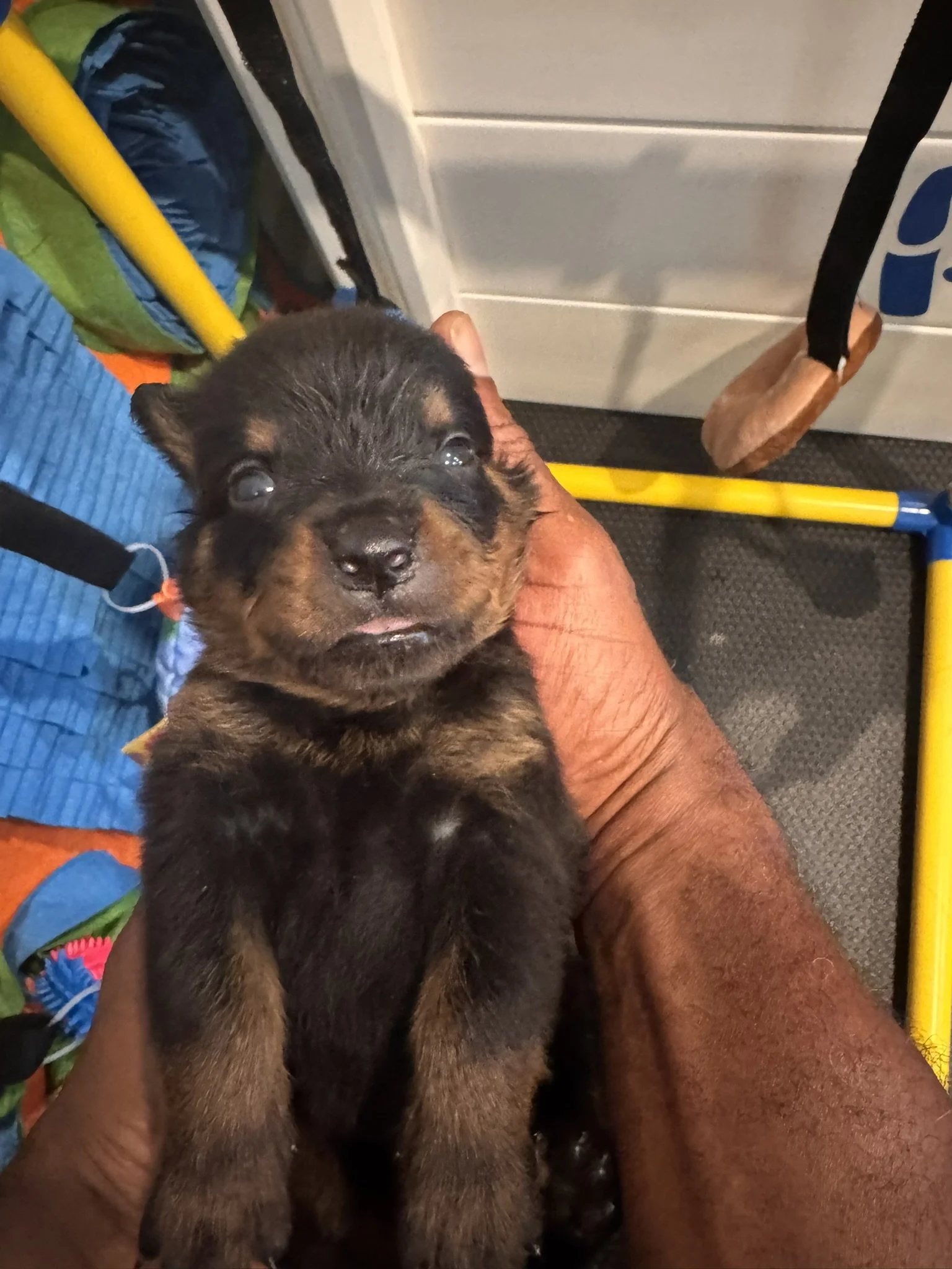 A close-up of a adorable puppy with black and brown fur, being held by a person inside a bus or train. The puppy has big, dark eyes and an inquisitive expression.