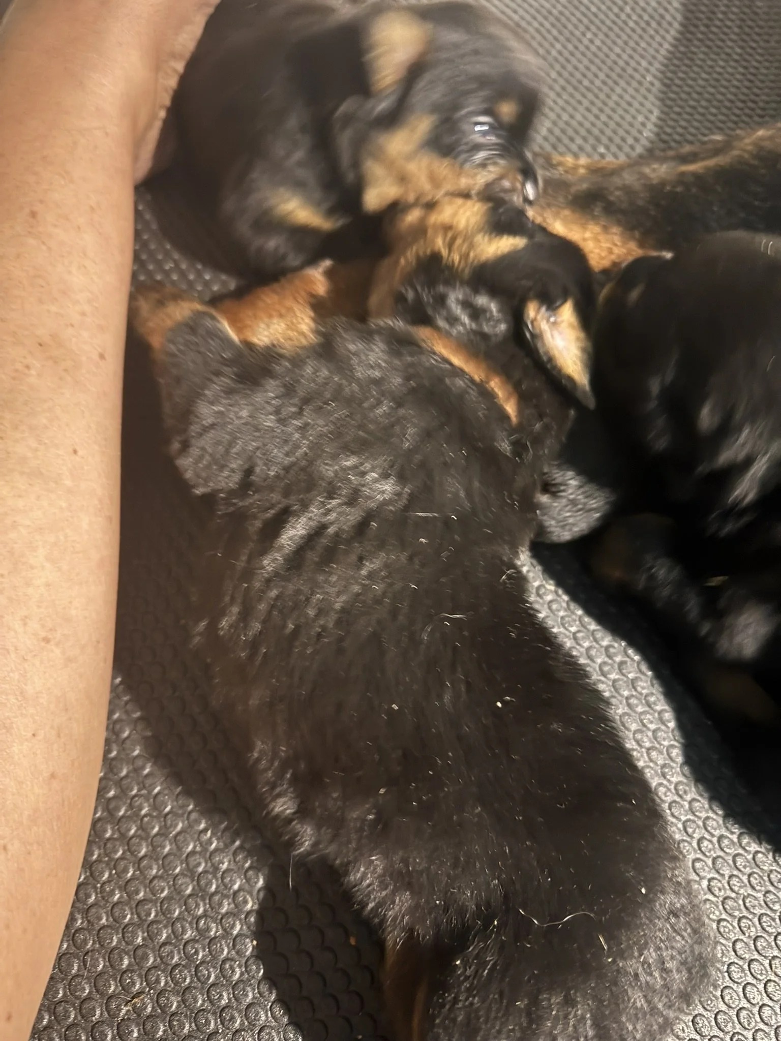 Two puppies, one with black and brown fur and the other with black fur, lying on a textured surface, cuddling together.