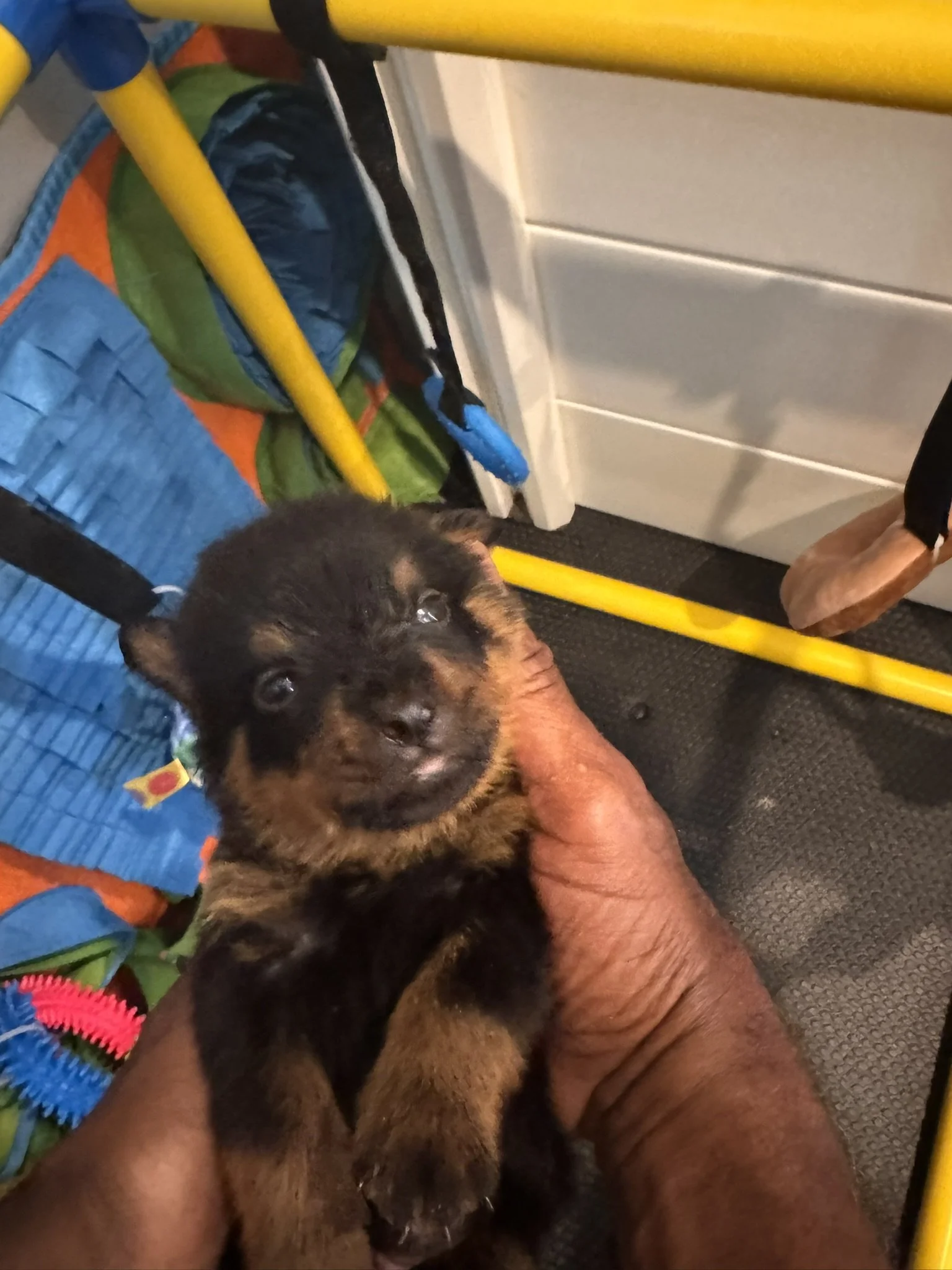 A small black and brown puppy with large eyes being held by a person's arm, behind art supplies and a yellow broom handle, with a tiled wall in the background.