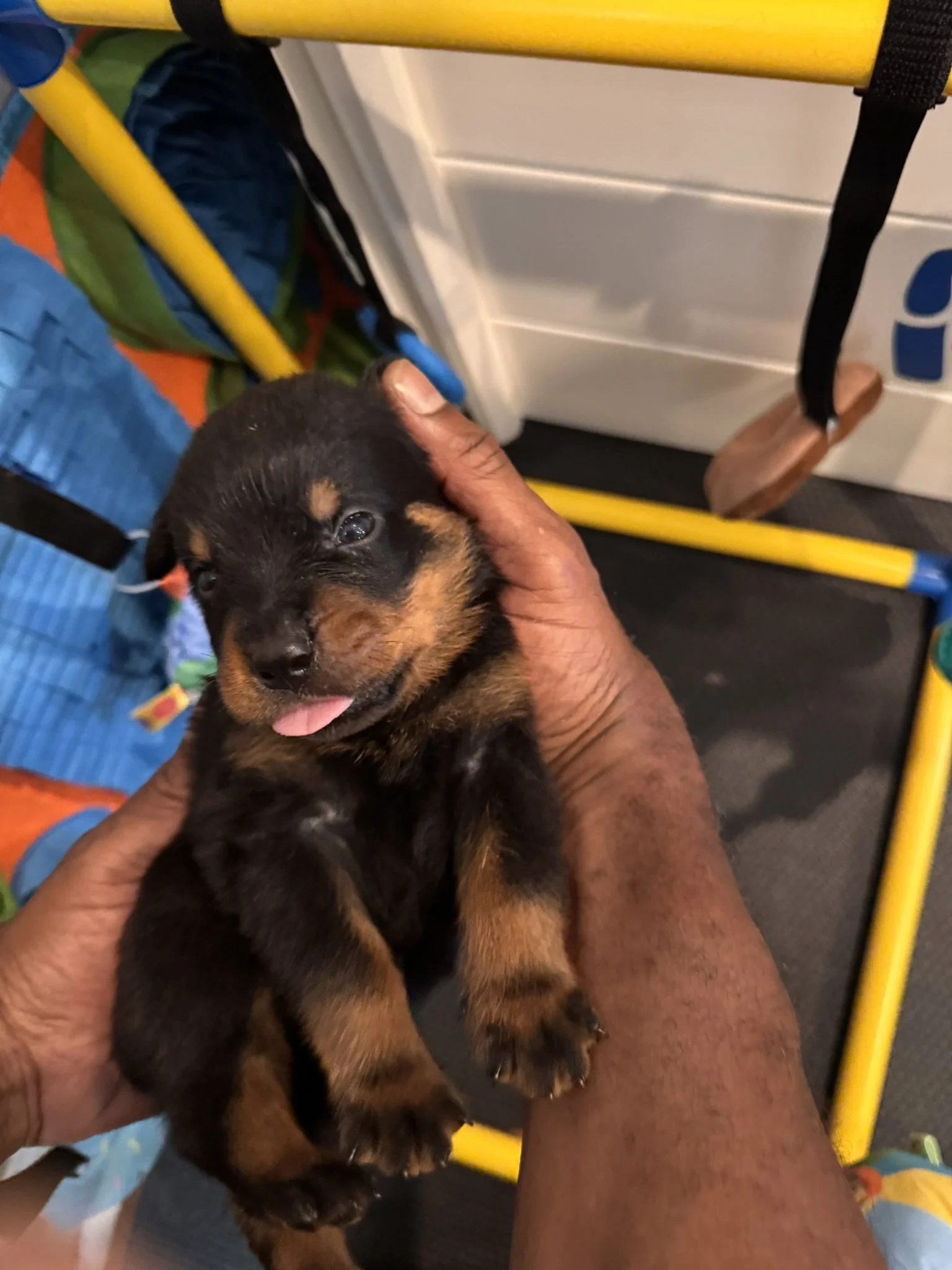 A person holding a small black and tan puppy, gripping the puppy's head gently, with a yellow metal railing and colorful objects in the background.