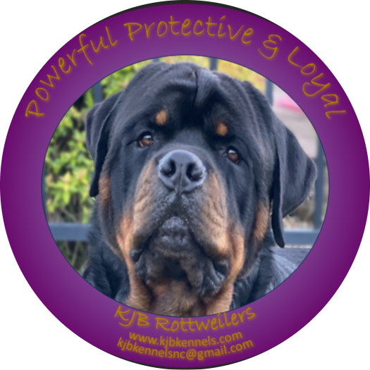 ⭐︎美品　Rottweiler KJ JXK 1/6 Black Rottweiler Germany Animal Model Resin Figure