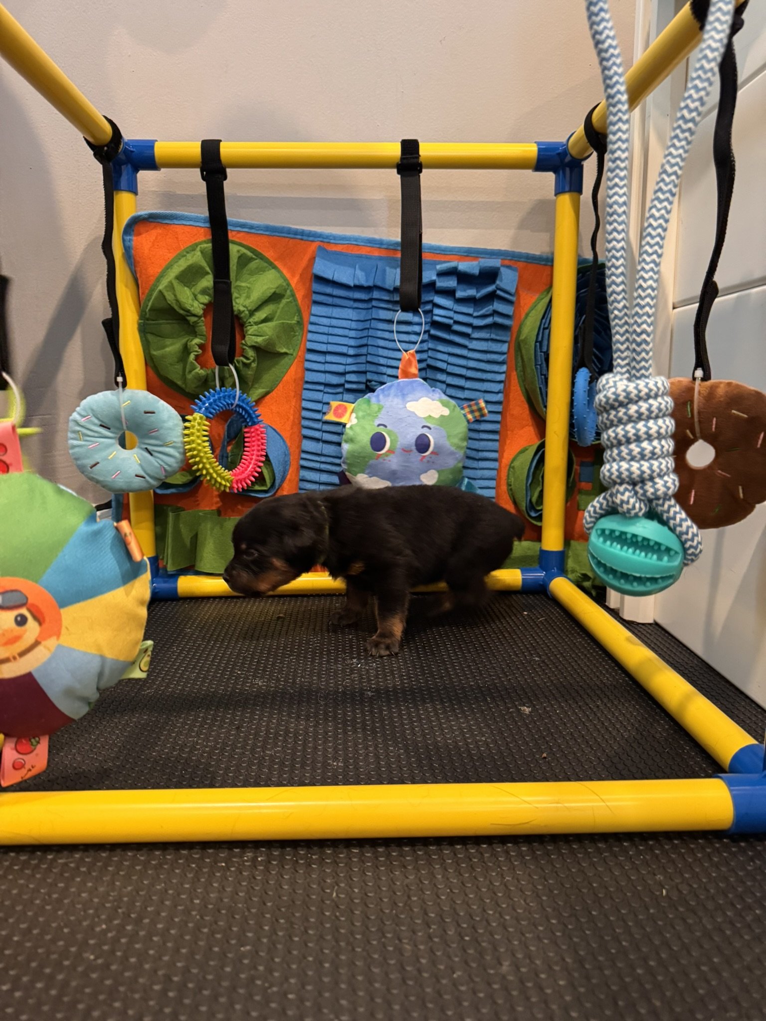 A small black and brown puppy walking on a black textured mat in front of a colorful indoor play area with hanging toys, ropes, and padded decorations.
