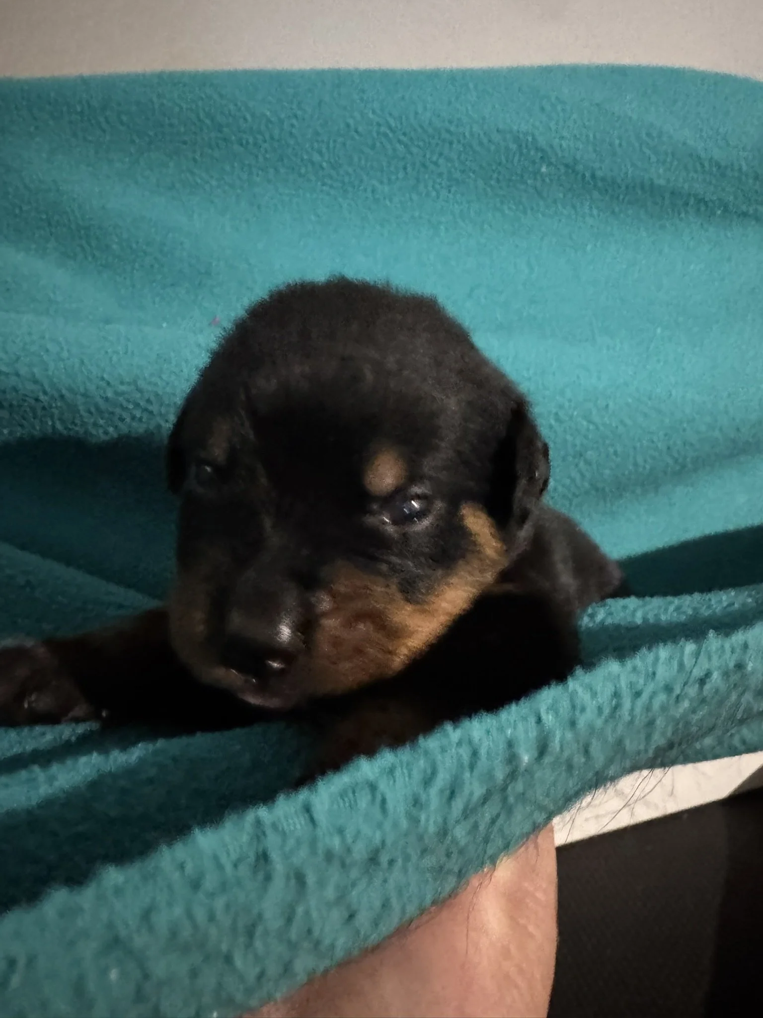 Close-up of a small black and brown puppy resting on a teal blanket.