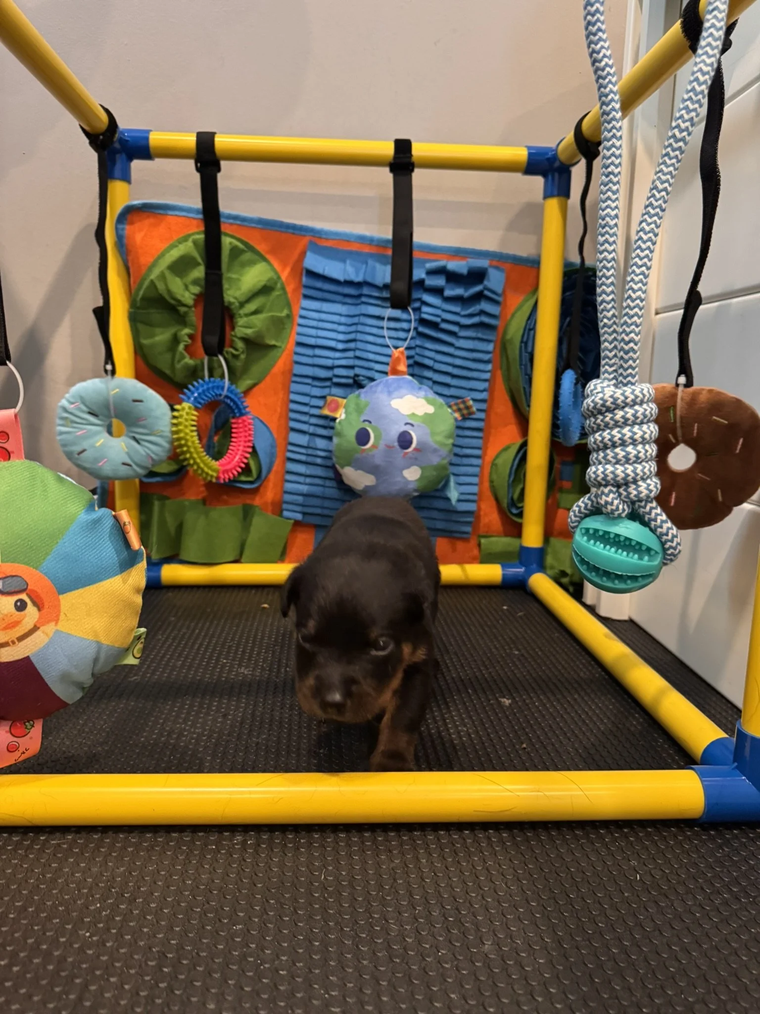 A small black puppy walking on a black textured floor in front of a colorful indoor play structure with hanging soft toys, ropes, and fabric elements.