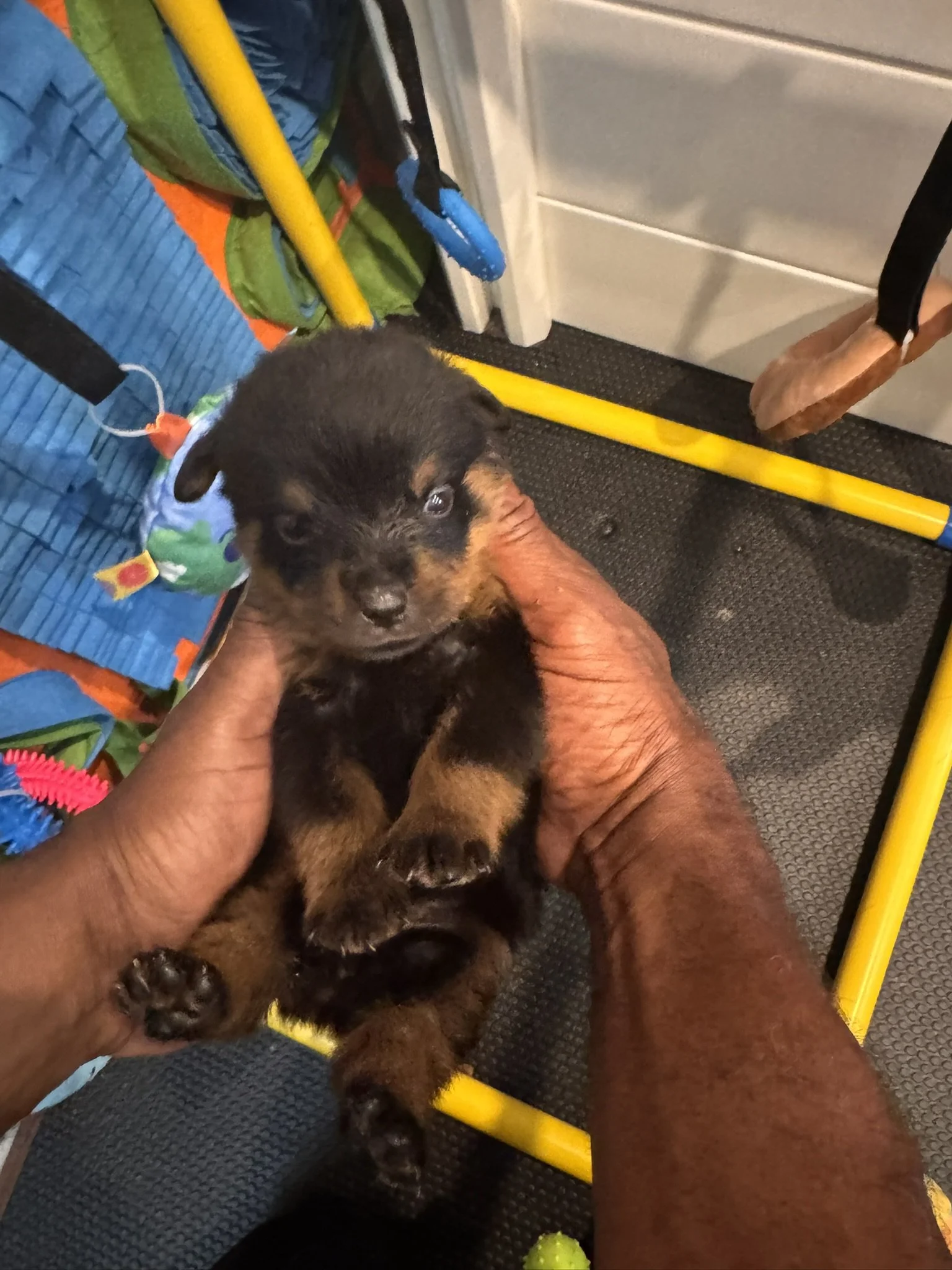 A small black and brown puppy being held by a person's hand. The puppy is on a black textured surface, surrounded by colorful objects and yellow metal handles, with a white cabinet in the background.