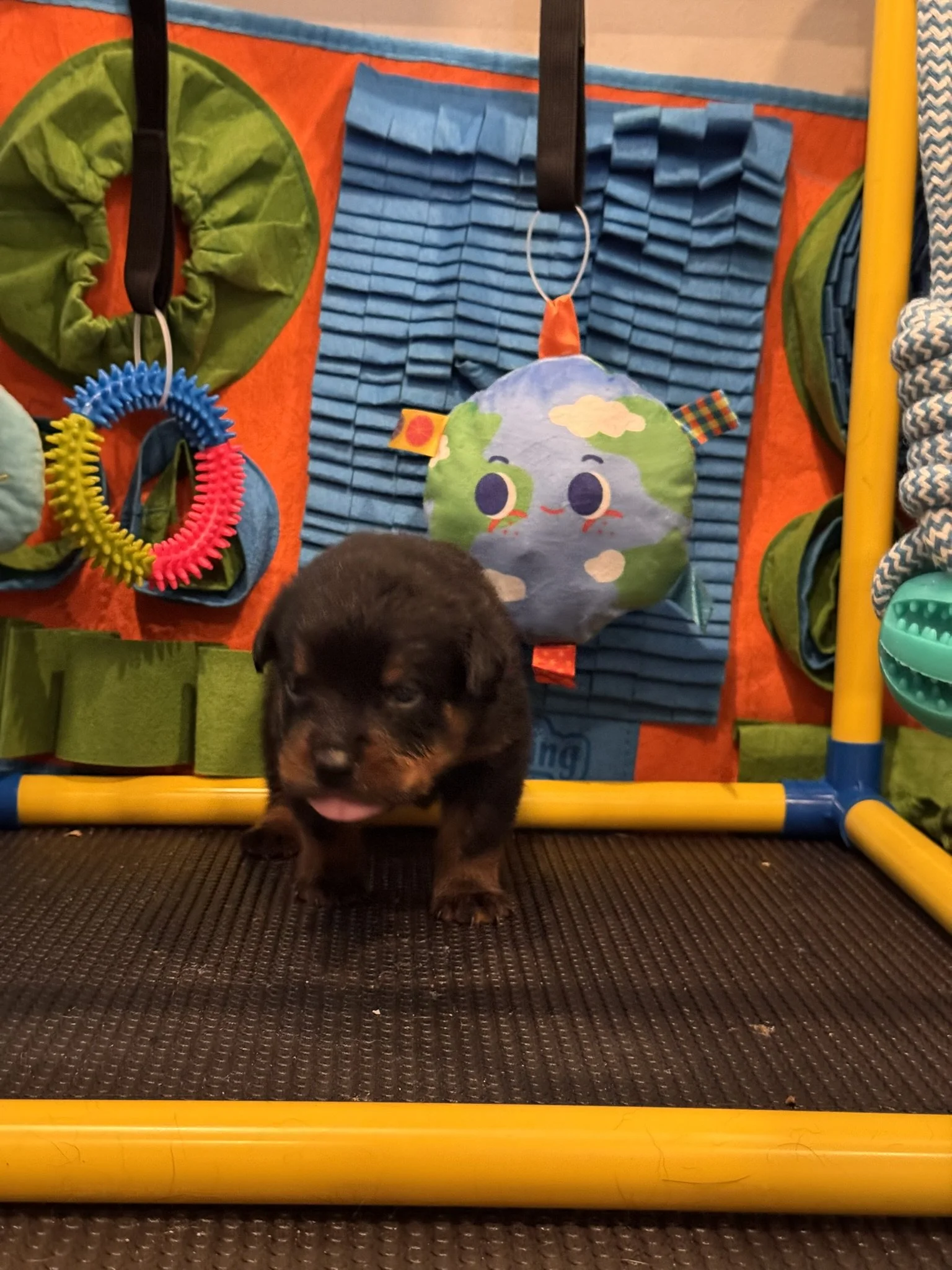 A small black puppy standing on a textured black floor with a colorful play area behind it, including blue fabric structures, hanging toys, and green padded walls.