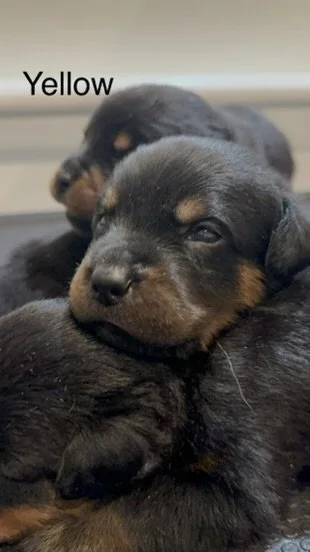 Two cute black and tan puppies cuddling, with the word "Yellow" written above.