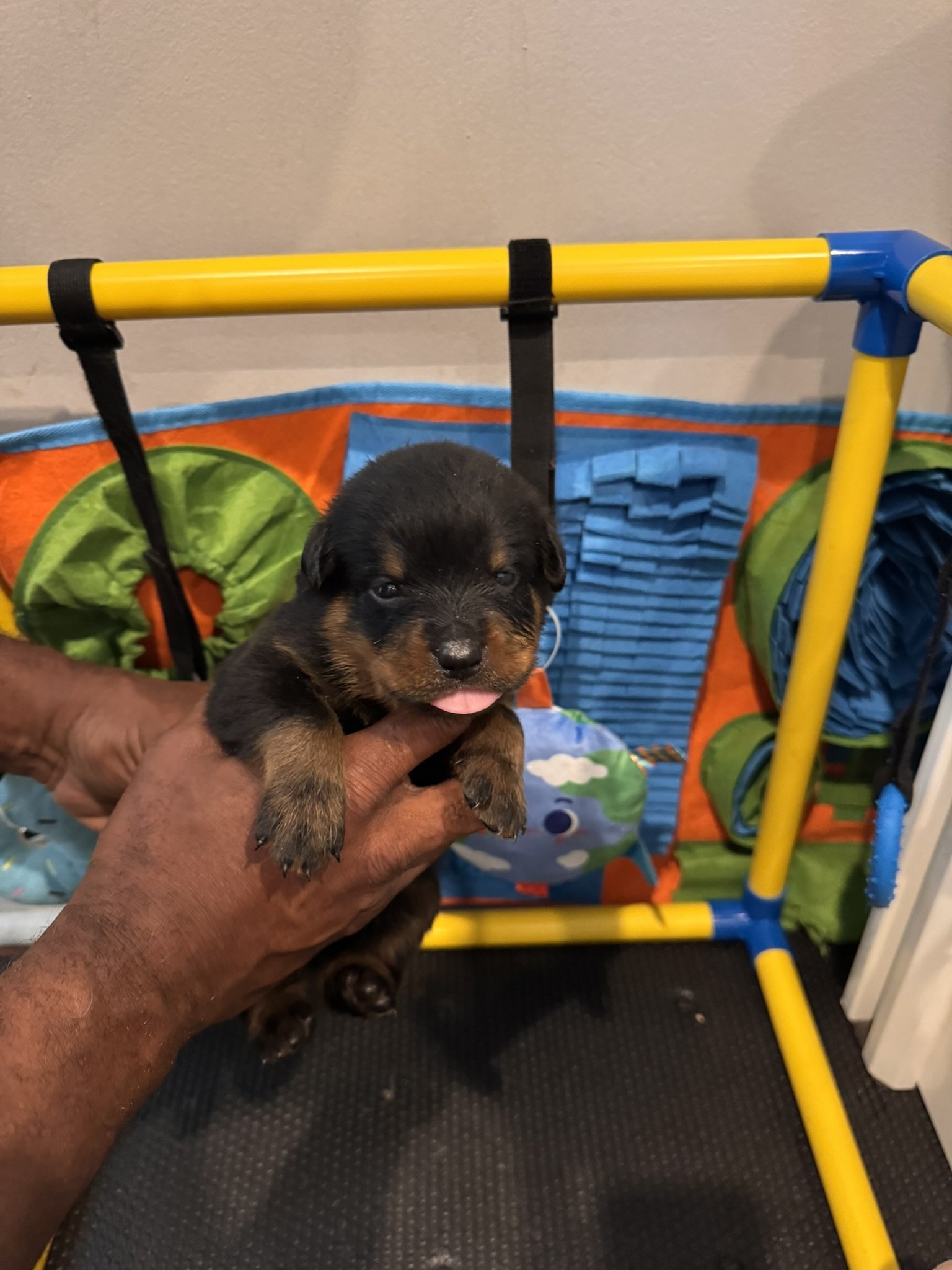 A person holding a small black and brown puppy with its tongue slightly out in front of a colorful playpen.