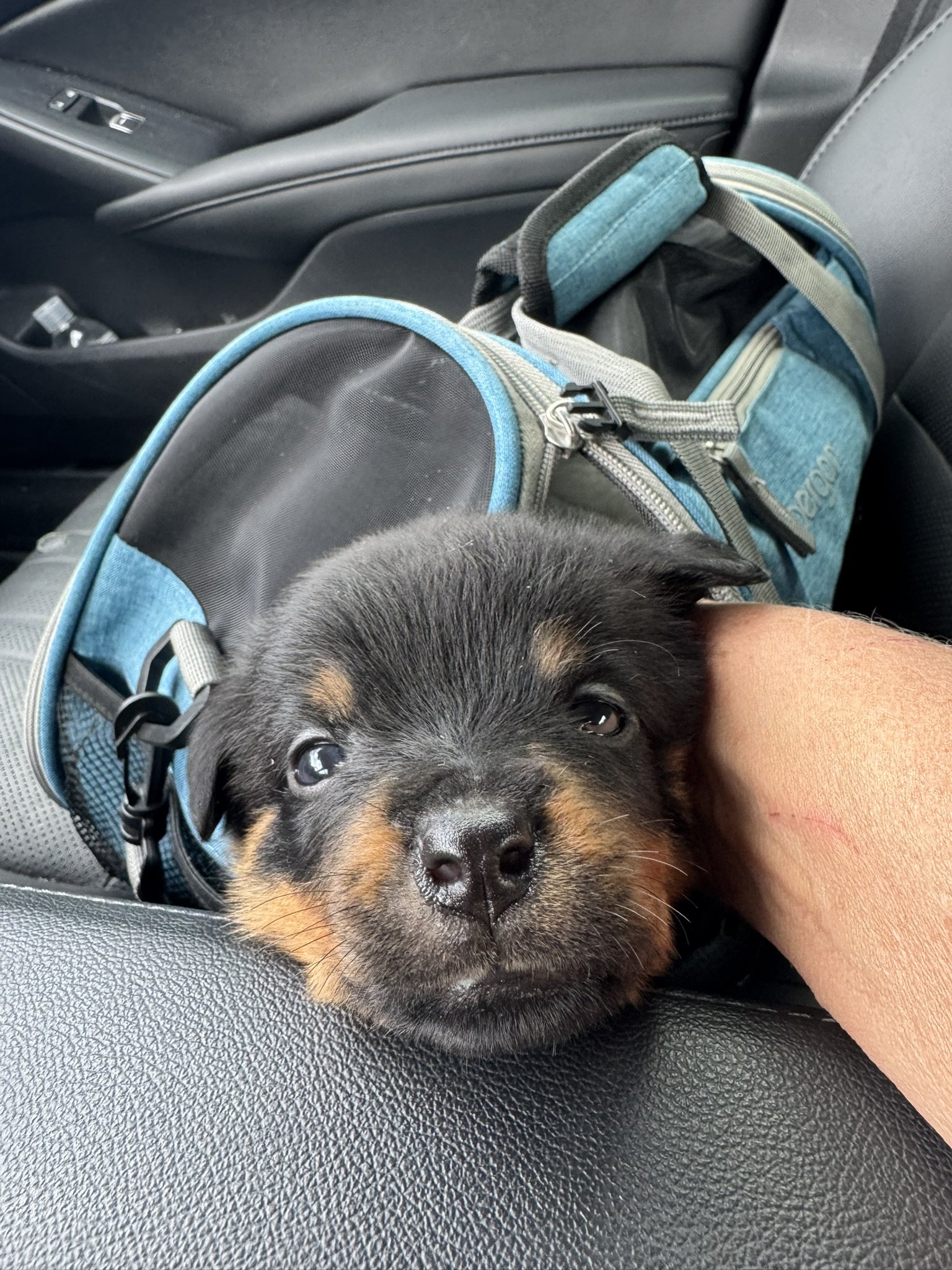 Close-up of a sleeping black and tan puppy resting its head on a person's arm inside a car, with a blue and gray backpack nearby.