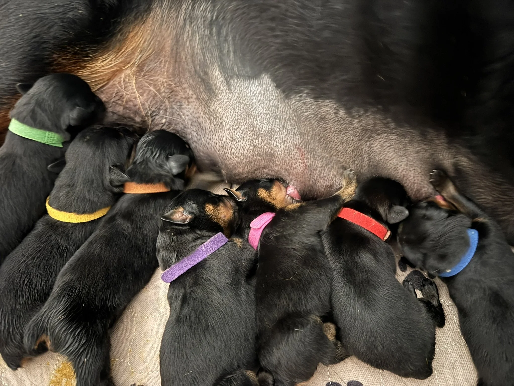 A mother dog nursing multiple newborn puppies, all wearing colorful collars.