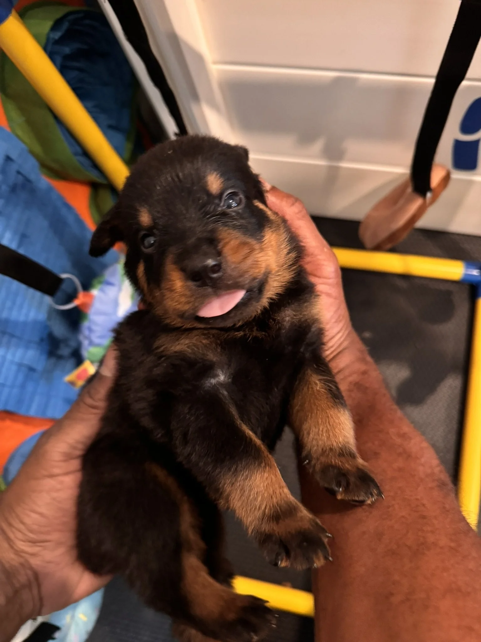 A small black and brown puppy being held by a person with a hand on its chest, sitting on a person's lap inside a vehicle.
