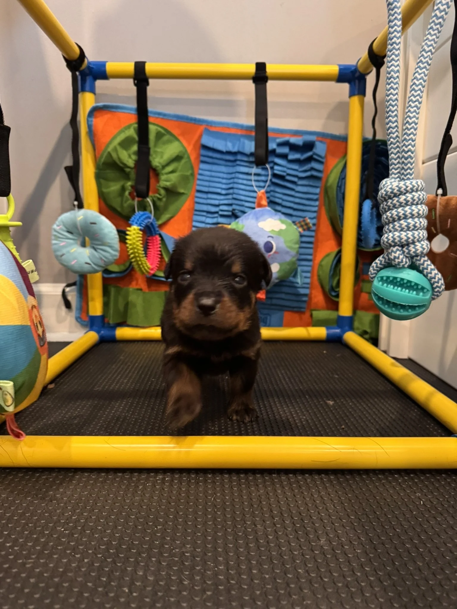 A black and brown puppy walking towards the camera in front of a colorful play area with toys, hanging rings, and fabric panels.