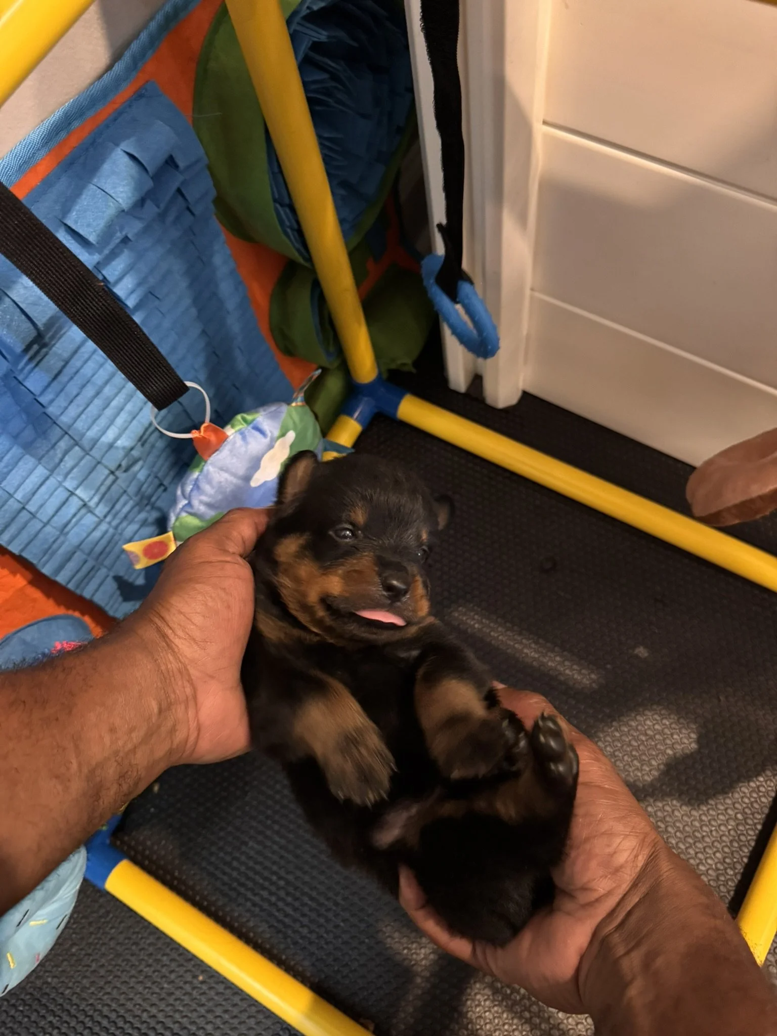 A person is holding a small black and brown puppy with a tongue sticking out, lying on a person's lap. The background includes a yellow and blue baby play gym, a blue mat, and a white door.