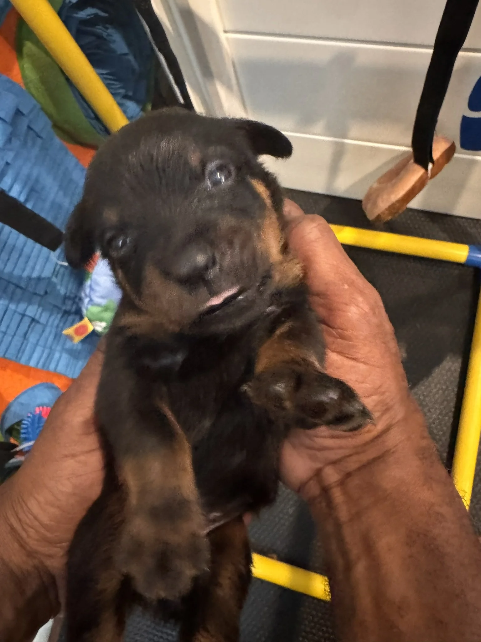 A person holding a small black and brown puppy with floppy ears. The puppy's face is close to the camera, and the person is gripping the puppy gently. In the background, there are colorful objects including a yellow pole, a blue and green bag, and a 