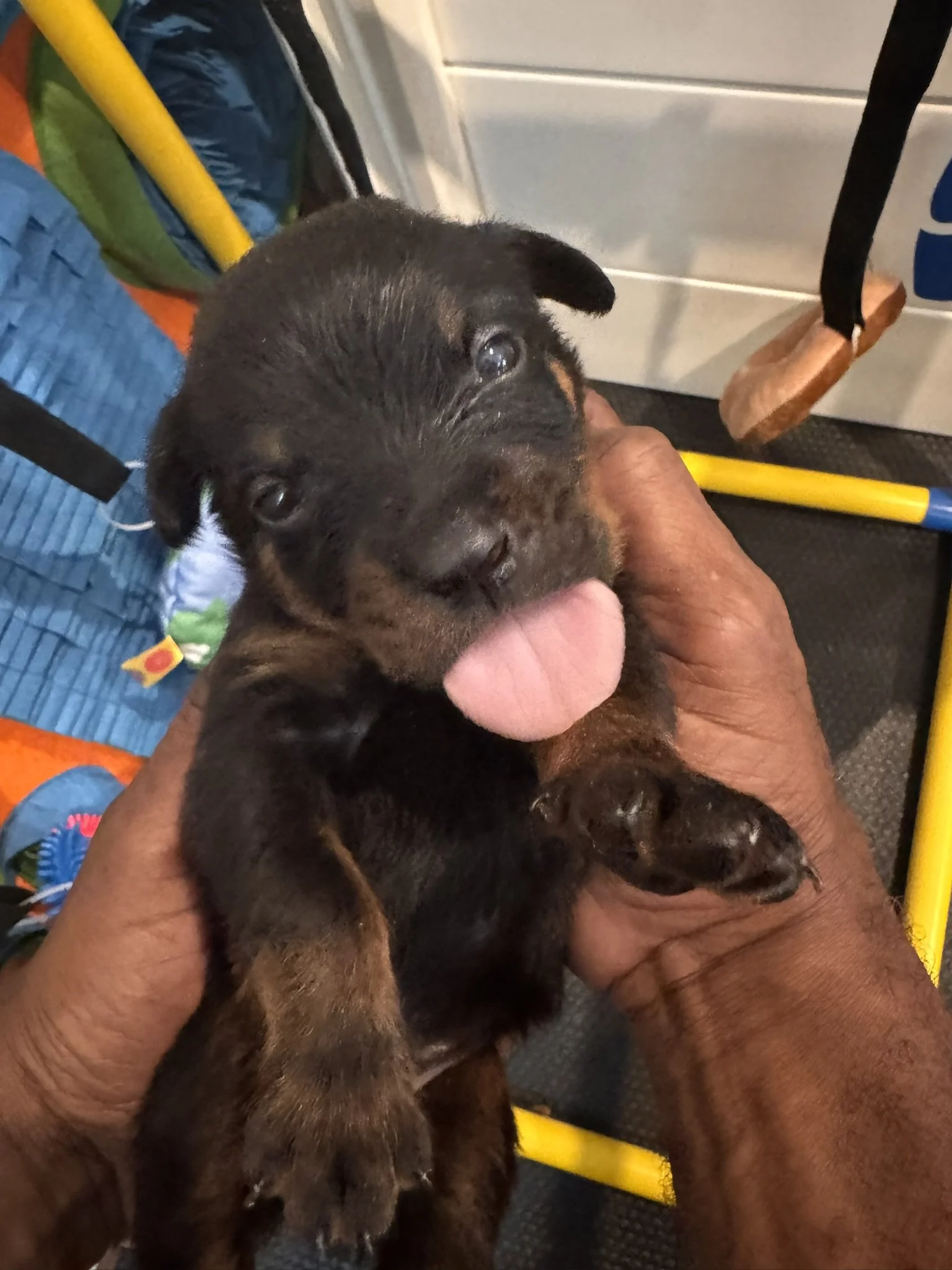 Person holding a small black and brown puppy with pink tongue sticking out, inside a room with various colorful objects around.