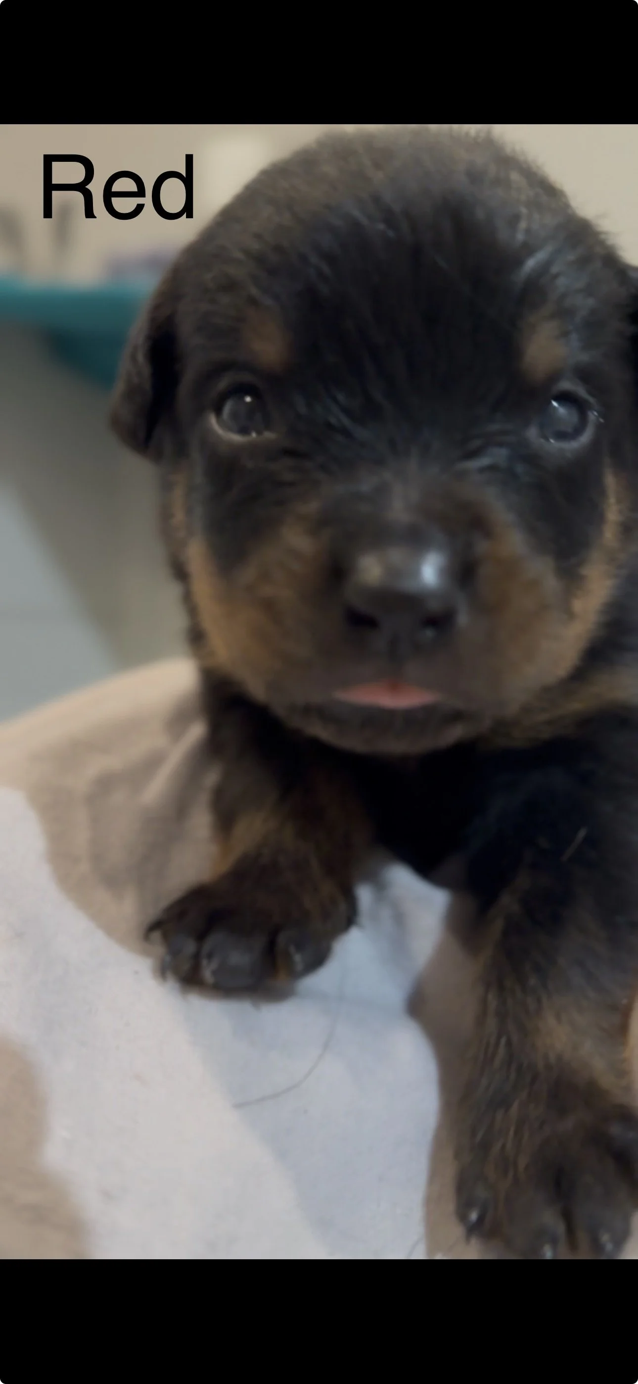 Close-up of a black and brown puppy with blue eyes, lying on a white surface.