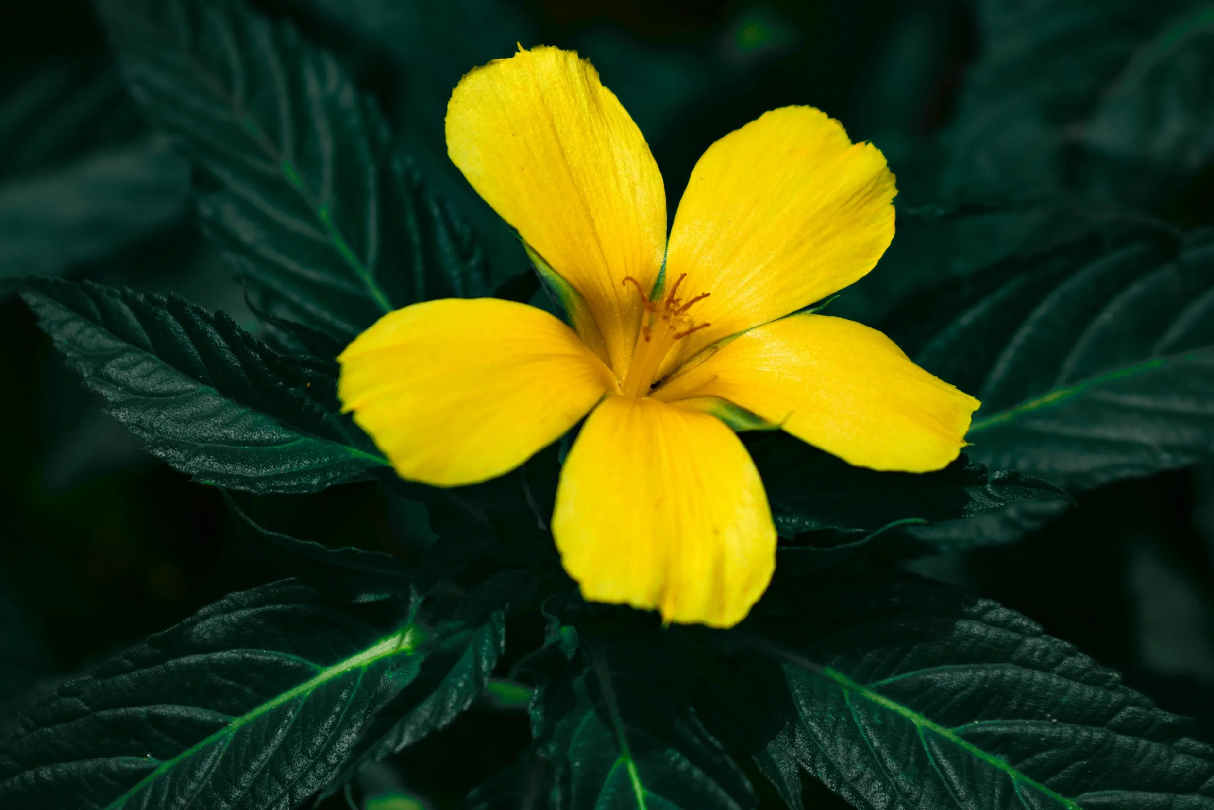 Damiana