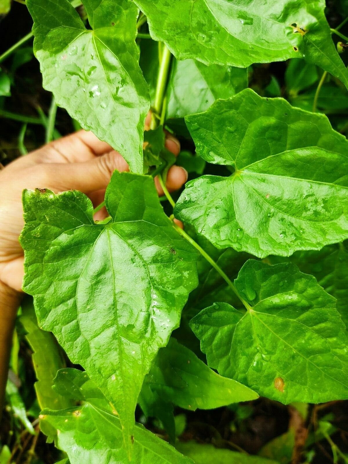 Guaco Leaf