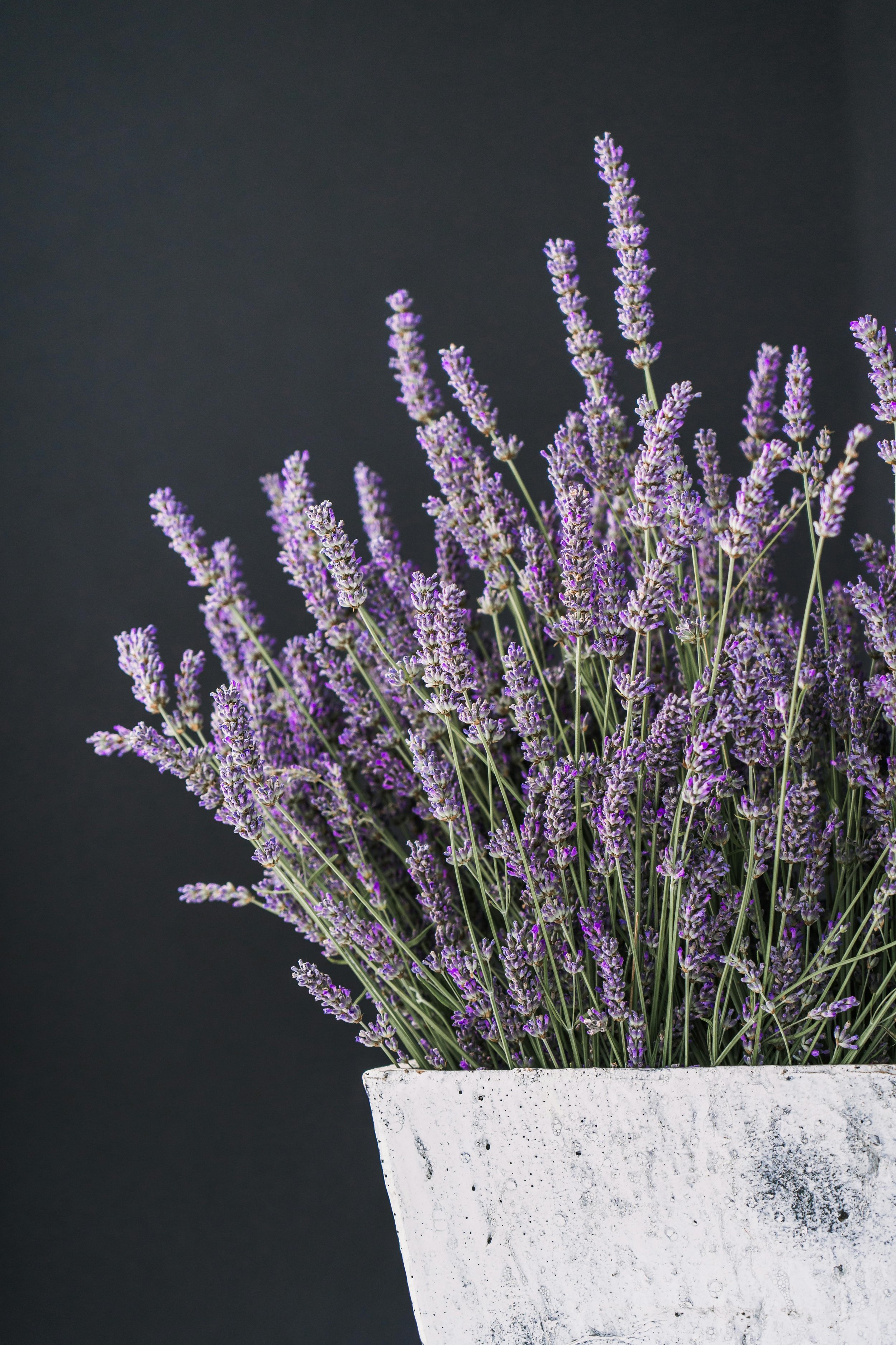 Lavender Flowers (food grade)