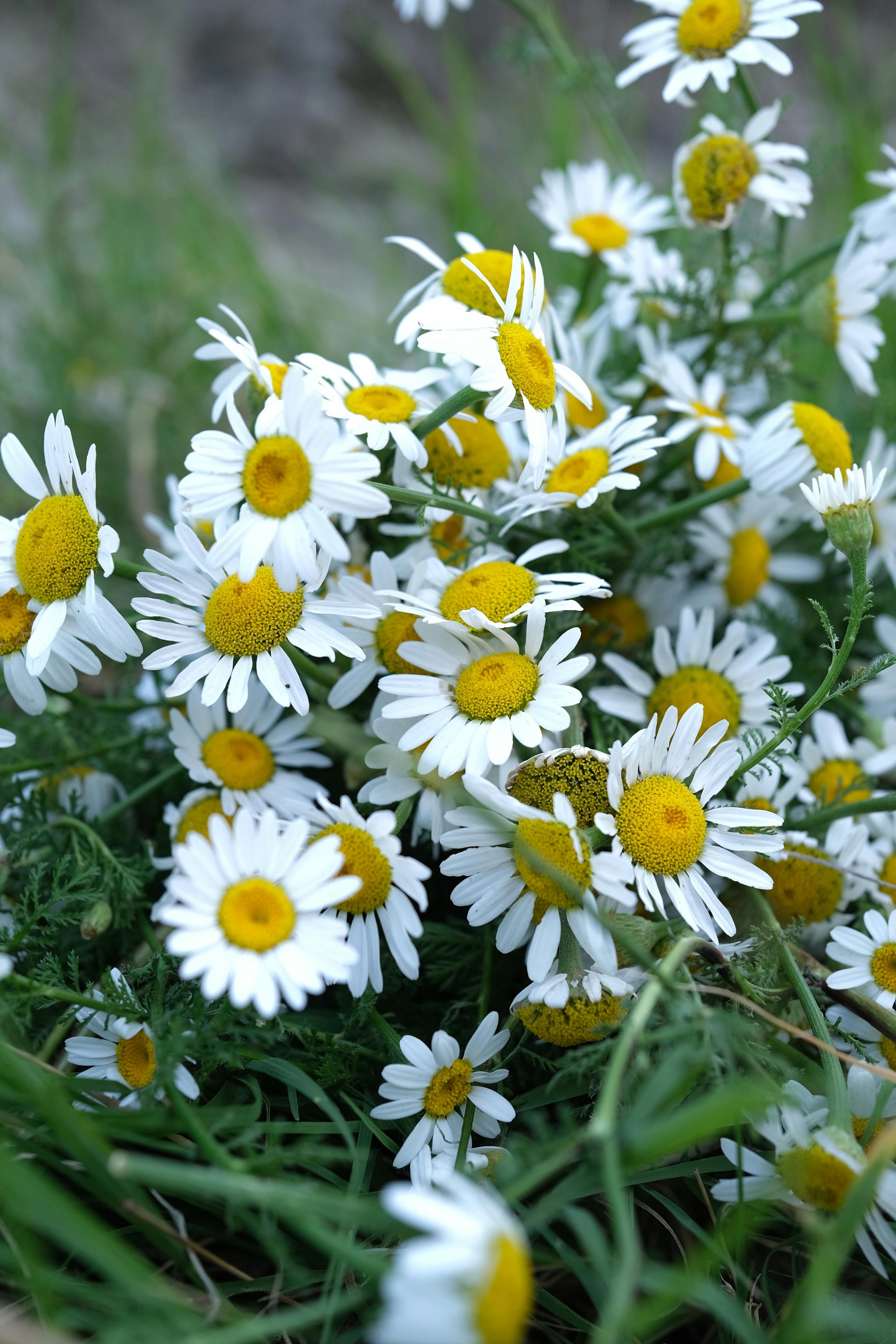 German Chamomile Flowers