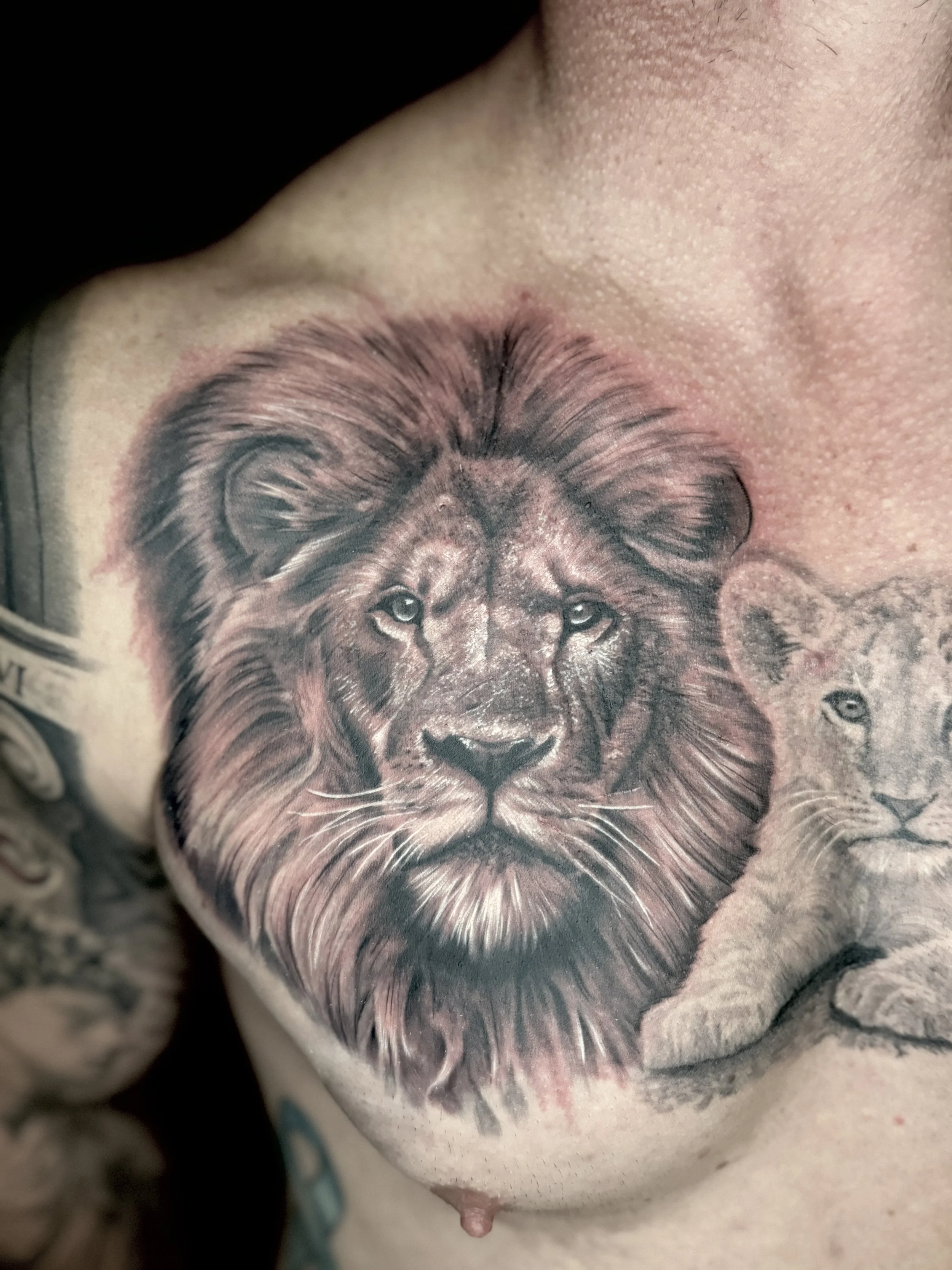 Tatoo of a realistic lion's face on a person's chest, by Richy Reynolds Ventura Califnira Harp and Rose