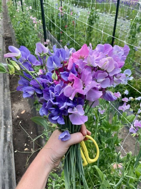 April CSA