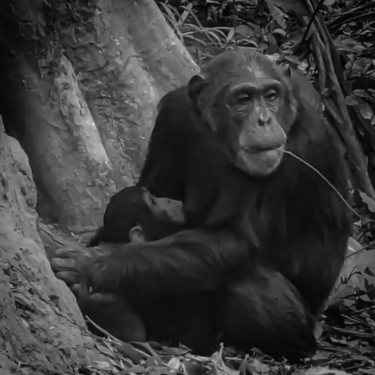 Blurred Borders in Goodall’s Footsteps