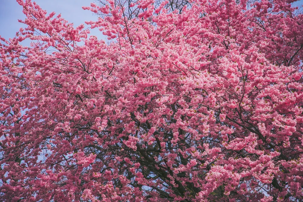 Semtember Spring The Four Seasons in Art and History | How Artists Depicted Spring ...