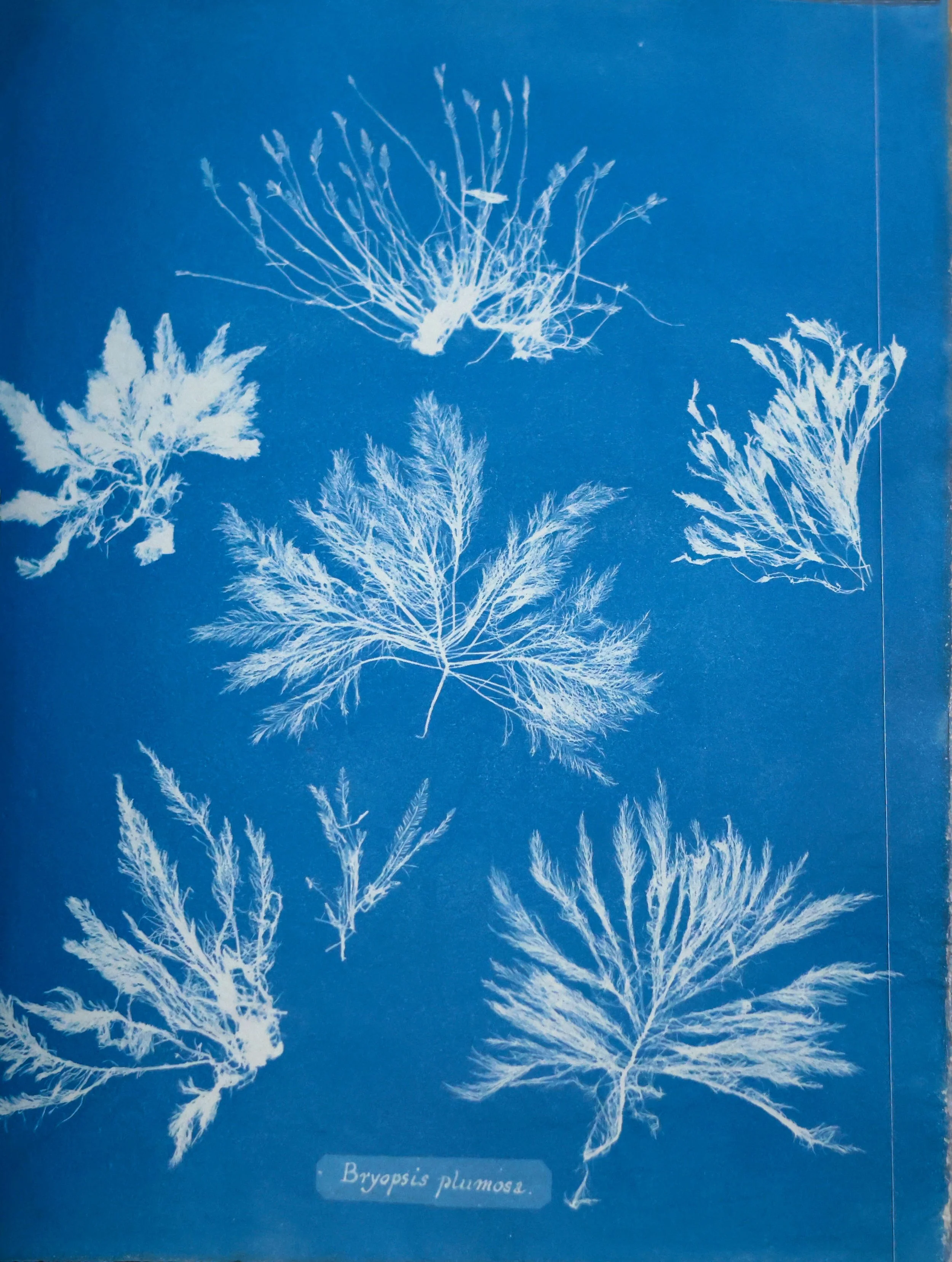 Anna Atkins and Cyanotypes