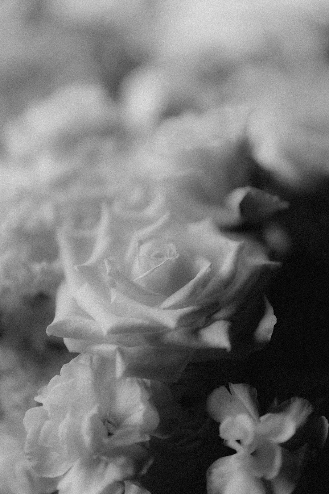Otways Loft, accommodation, dufflebird, elsewhere, elopement packages, Ryal Sormaz, Kahani Motiani, geelong photographer, celebrant, forrest, elope
