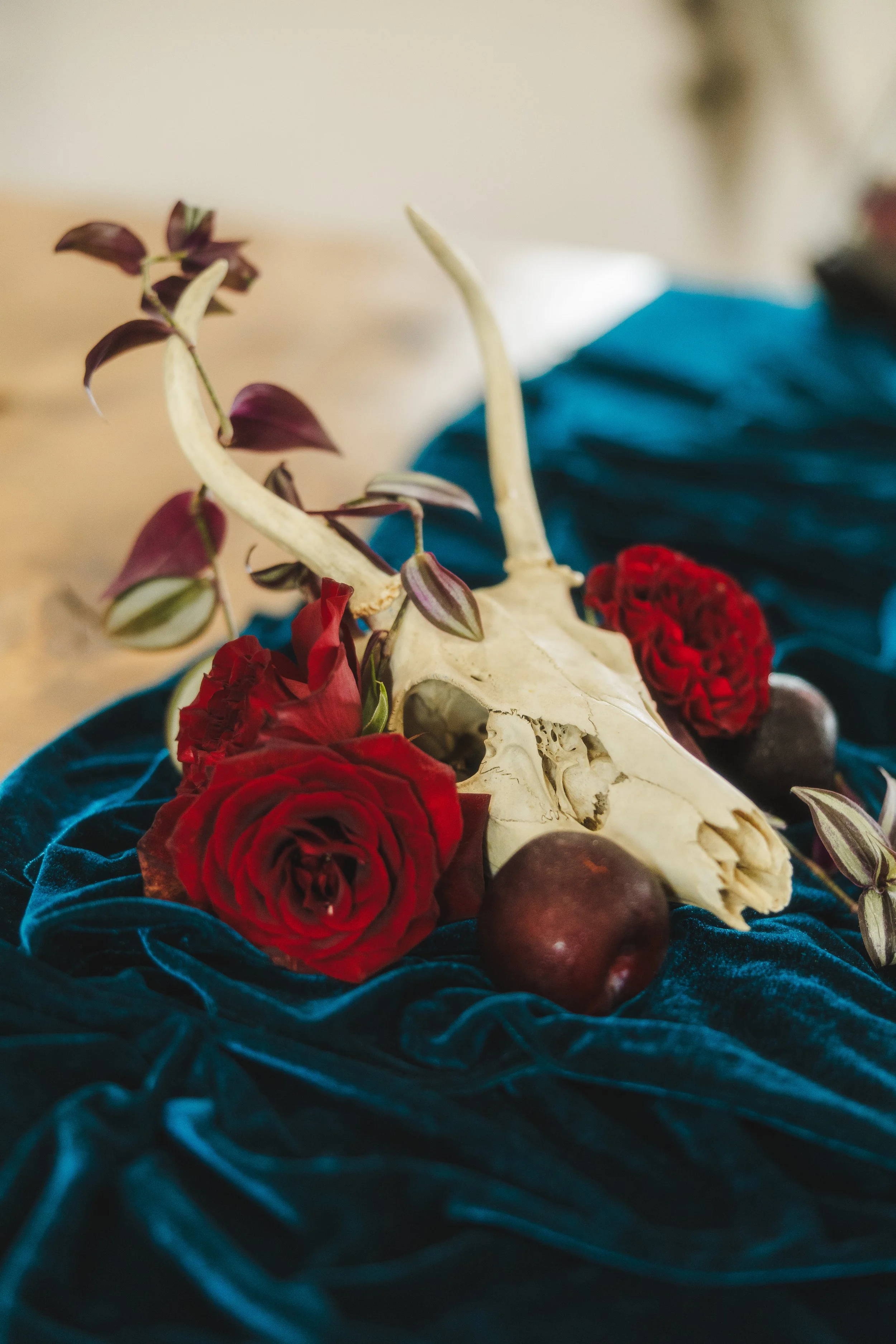 Ram skull sweetheart table decor laced with live Tradescantia Zebrina plant and accented with Black Magic roses on teal velvet table runner. 
Design, Skull, Living plants: The Event Alchemists
Roses: Chemical Ocean Studio
Velvet runner and sweetheart