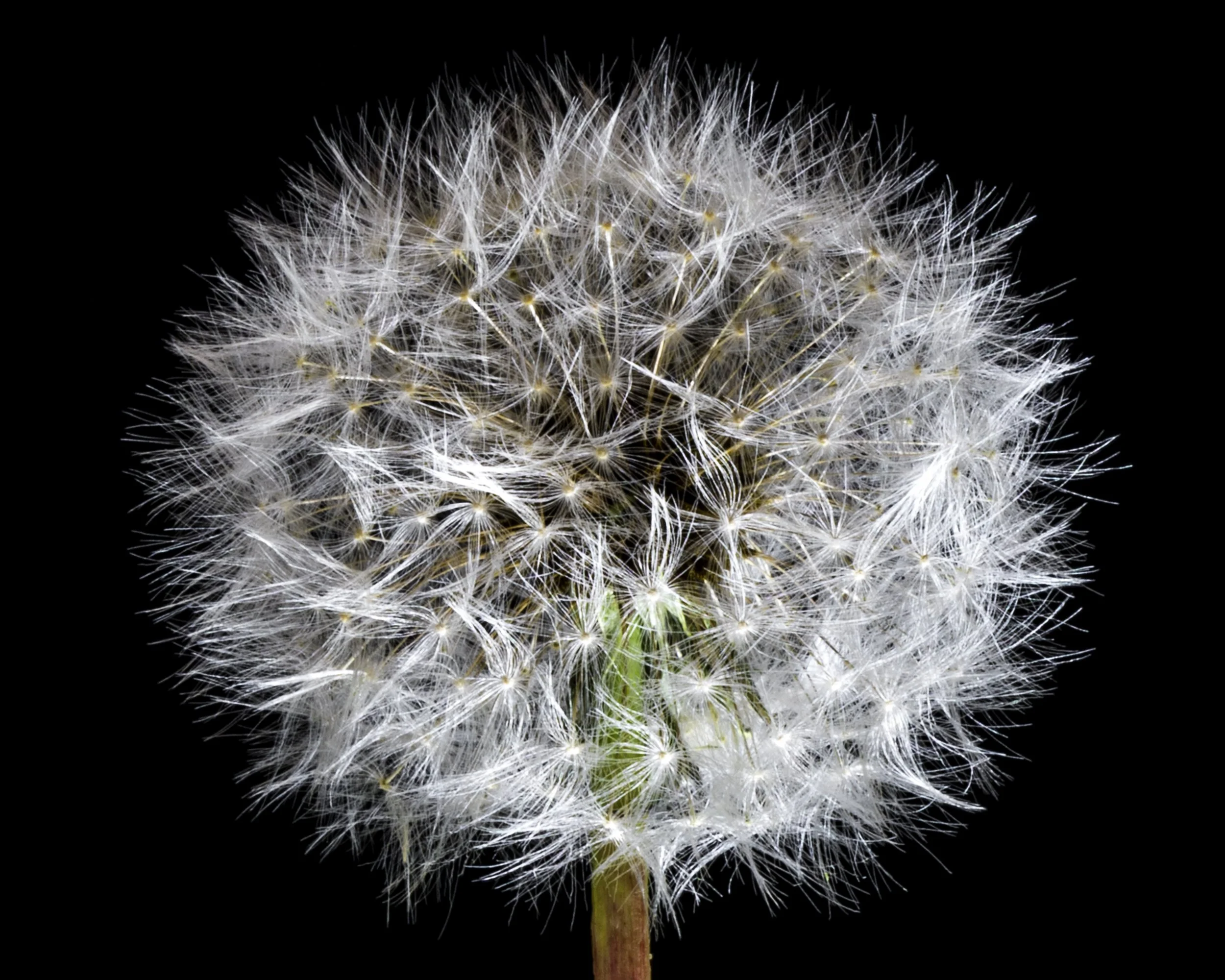 Dandelion-S Hauptman.JPG