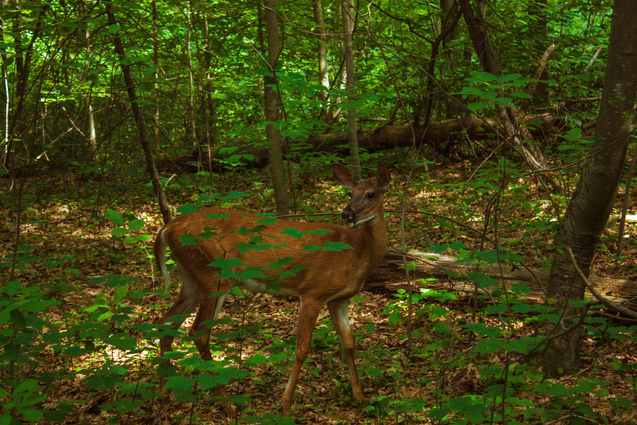 _MG_6350.jpg