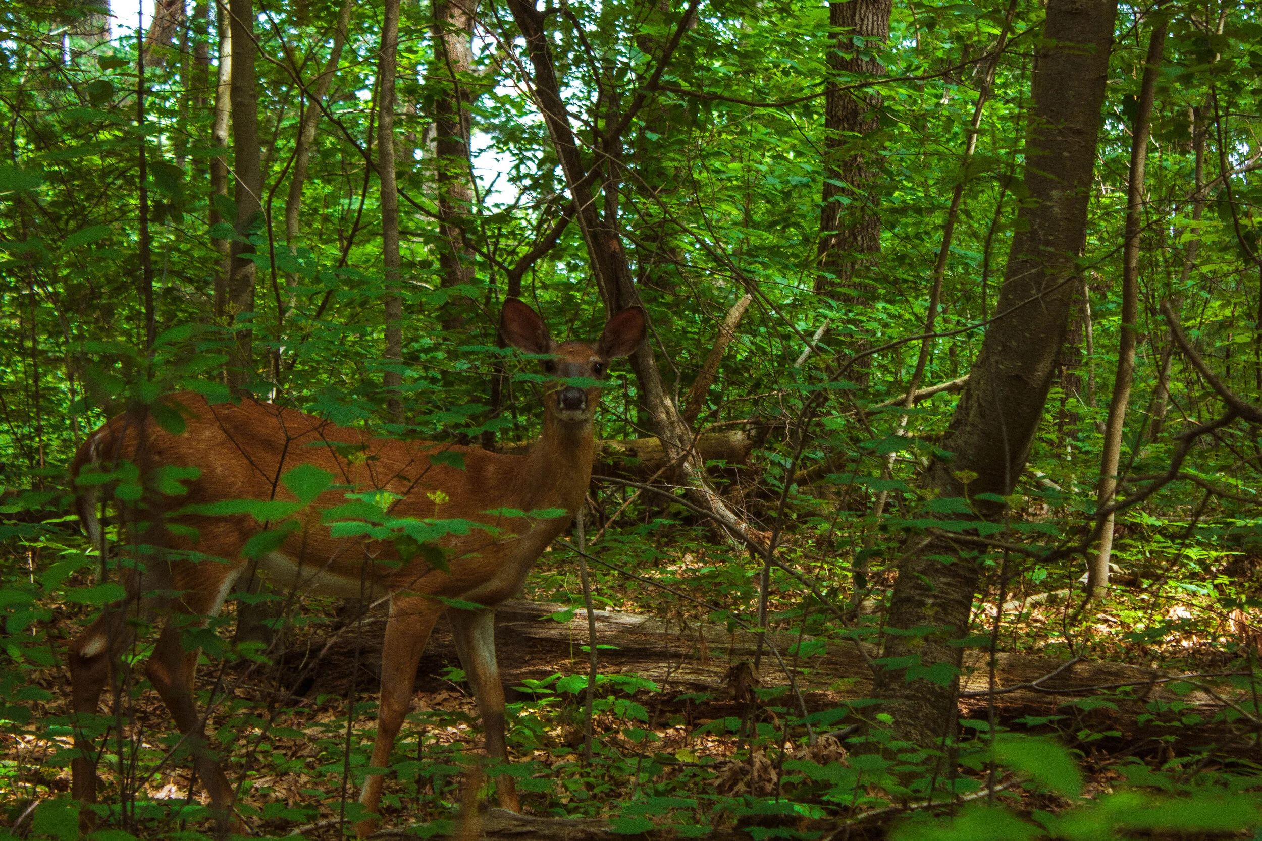 _MG_6347.jpg
