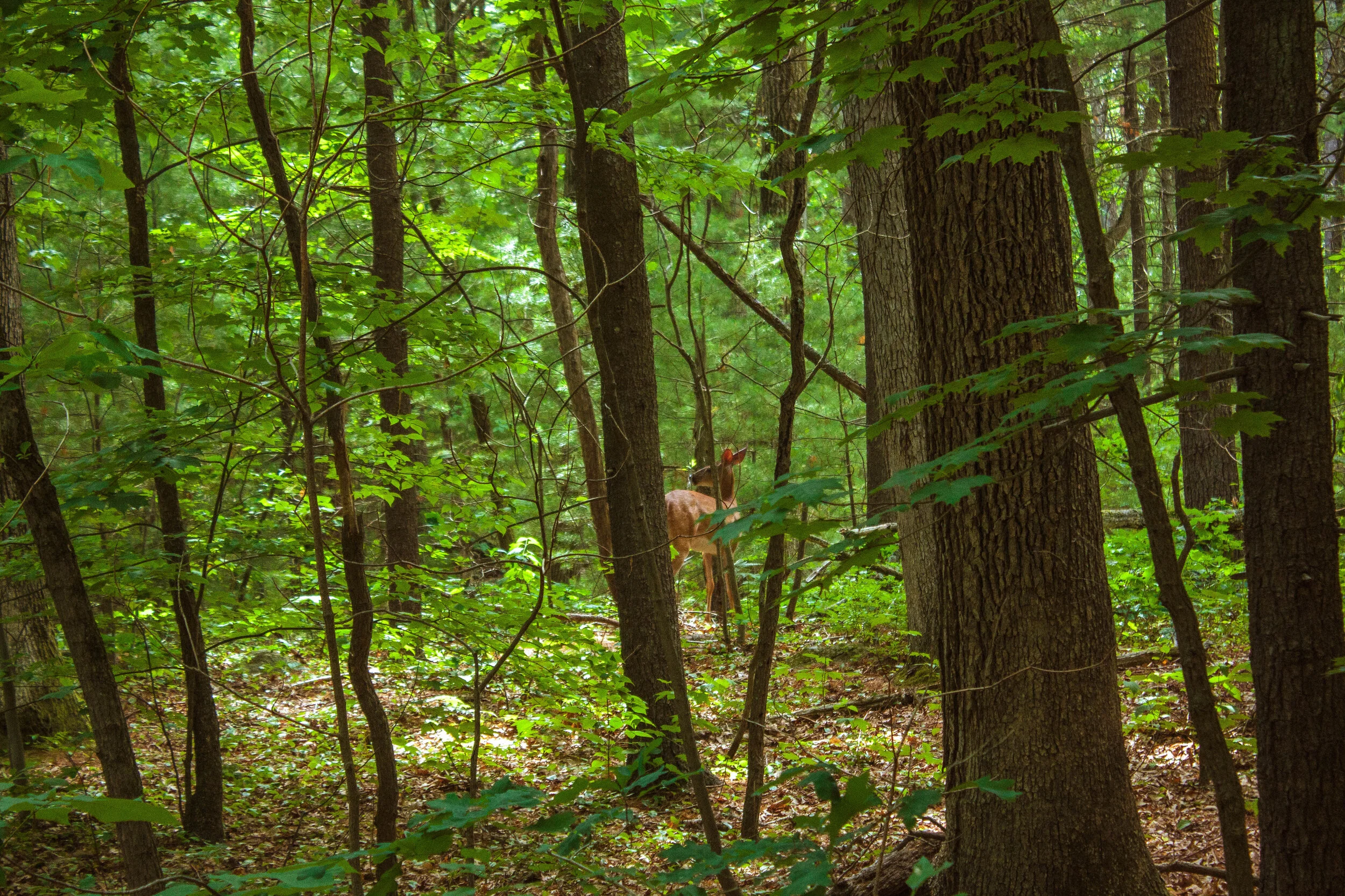 _MG_6359.jpg