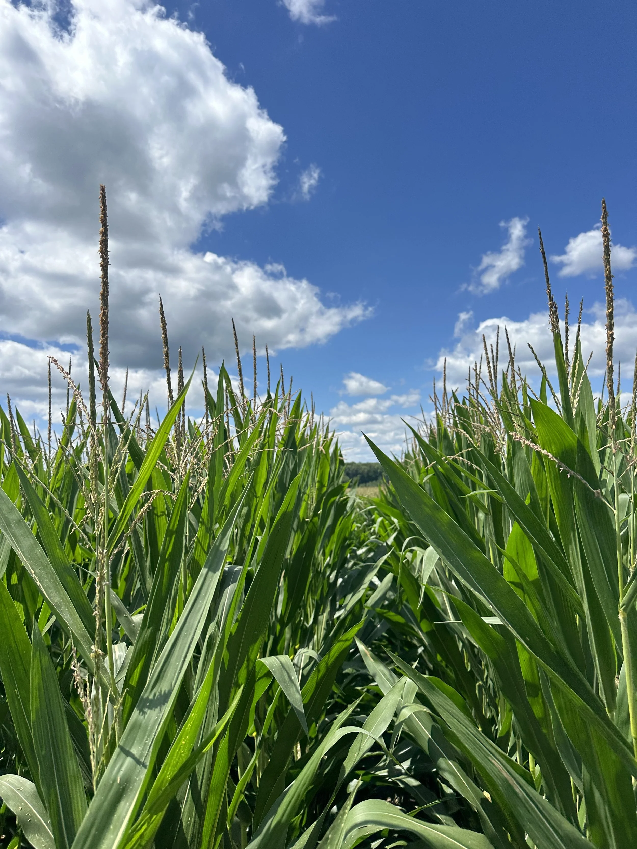 A field of tall green corn stalks under a blue sky with scattered white clouds.