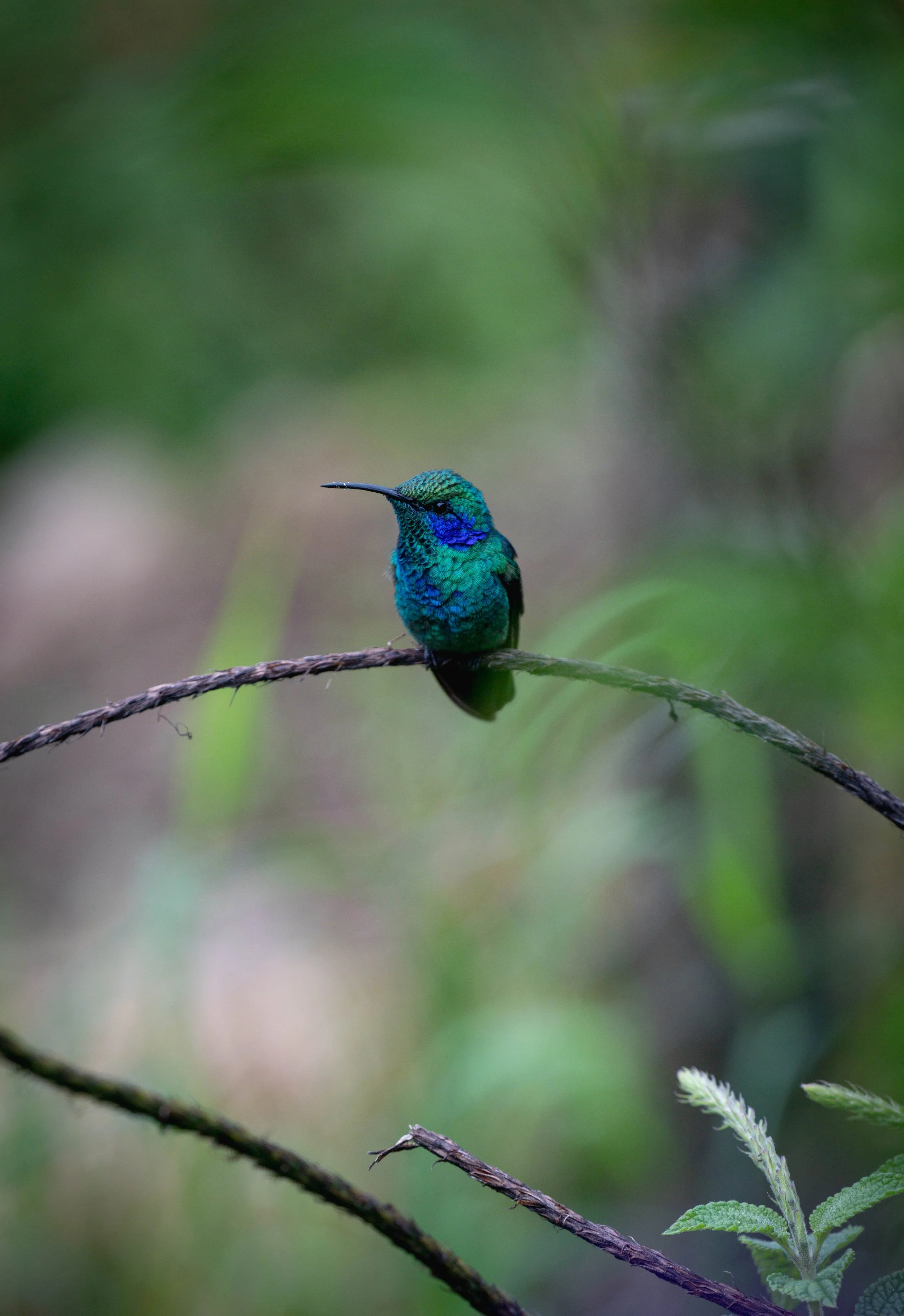 DSC_0221.jpg